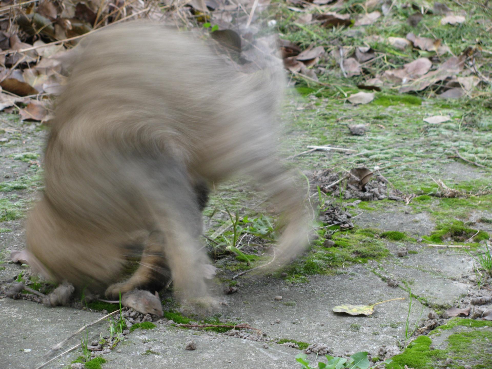 Naziv: IMG_2678.jpg, pregleda: 147, veličina: 349,5 KB