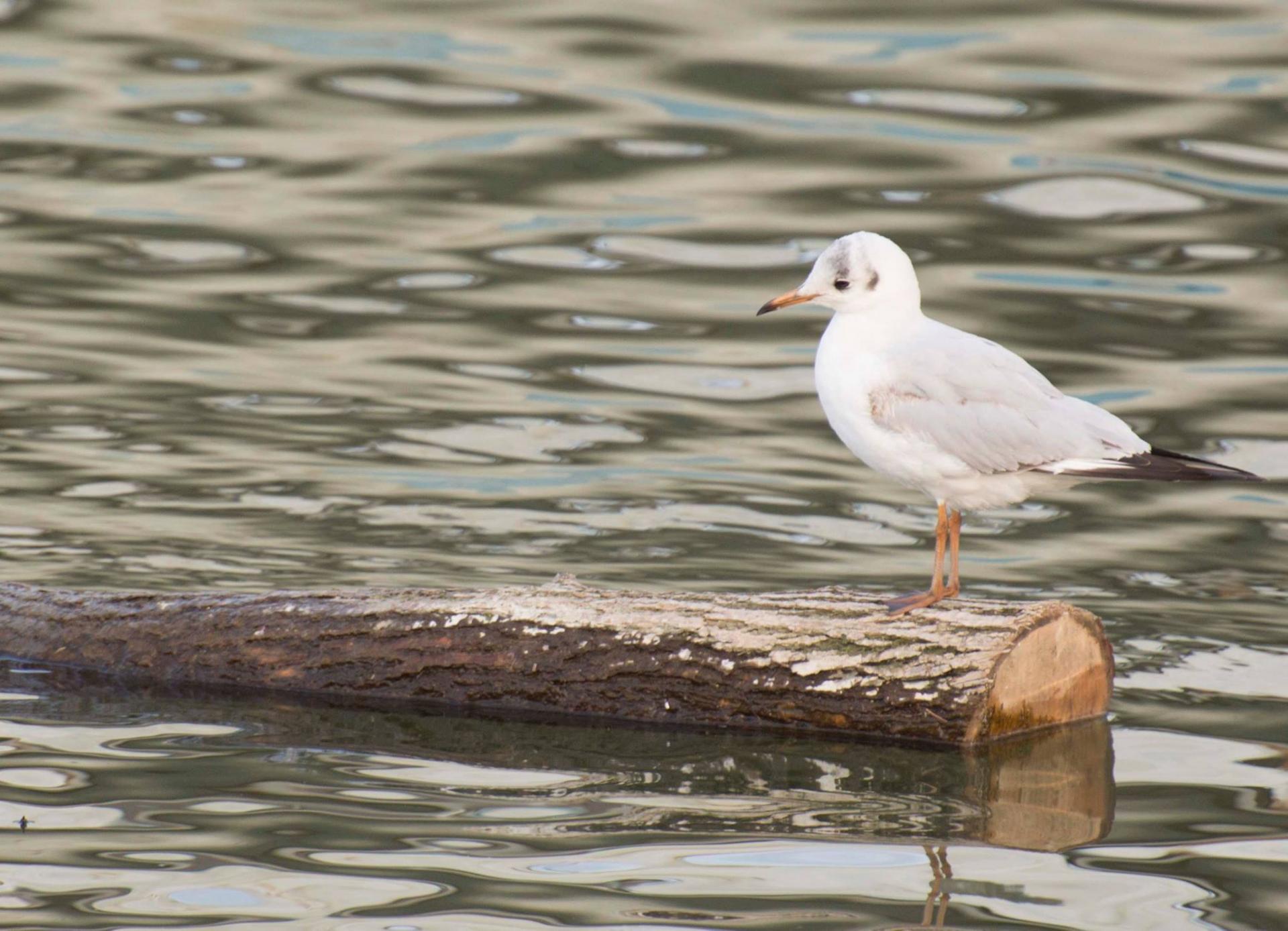 Naziv: 12794852_10208146737681918_3373389856744839_o.jpg, pregleda: 174, veličina: 244,5 KB