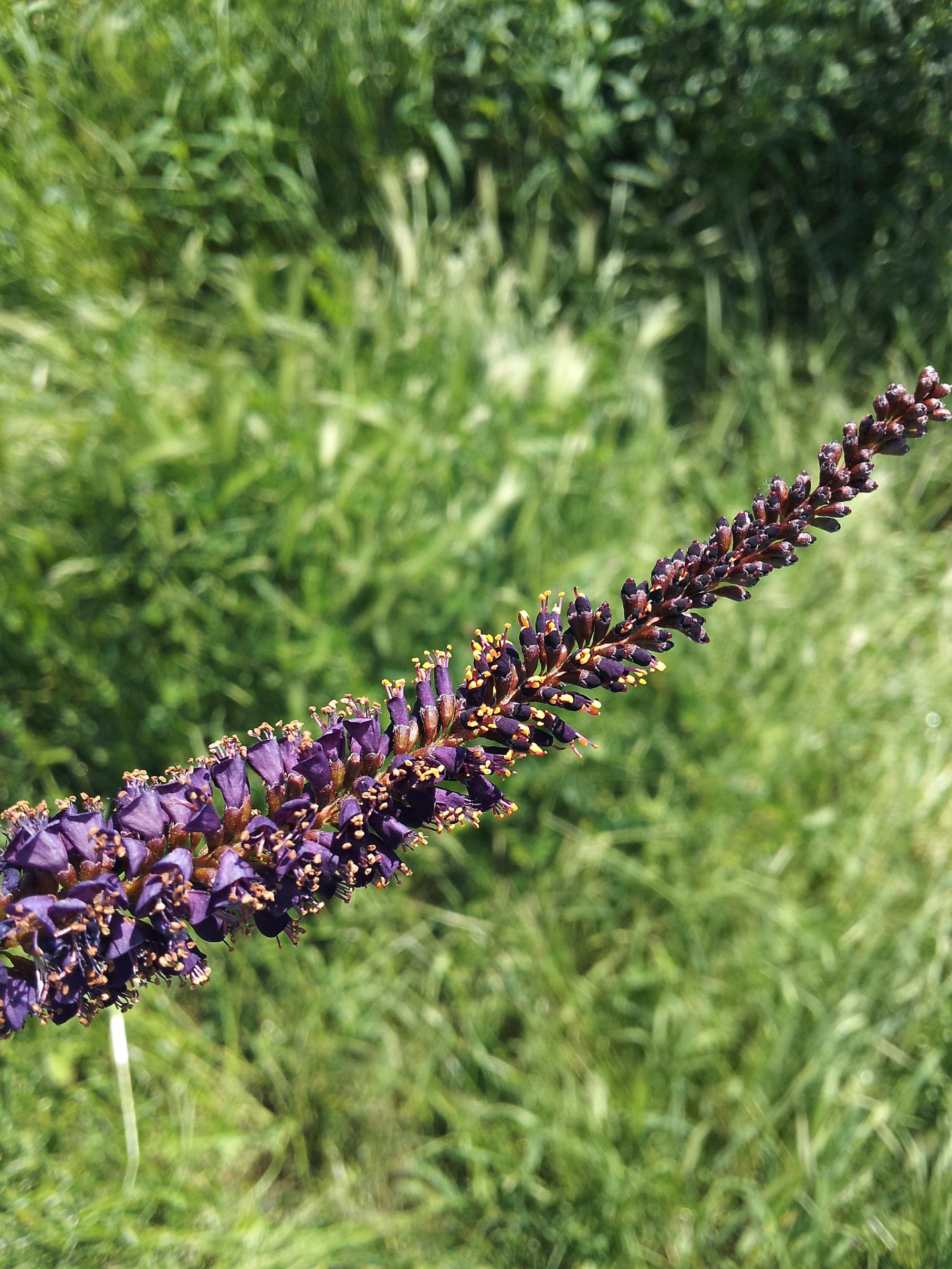 Naziv: 20160522_132215 ....jpg, pregleda: 330, veličina: 501,6 KB