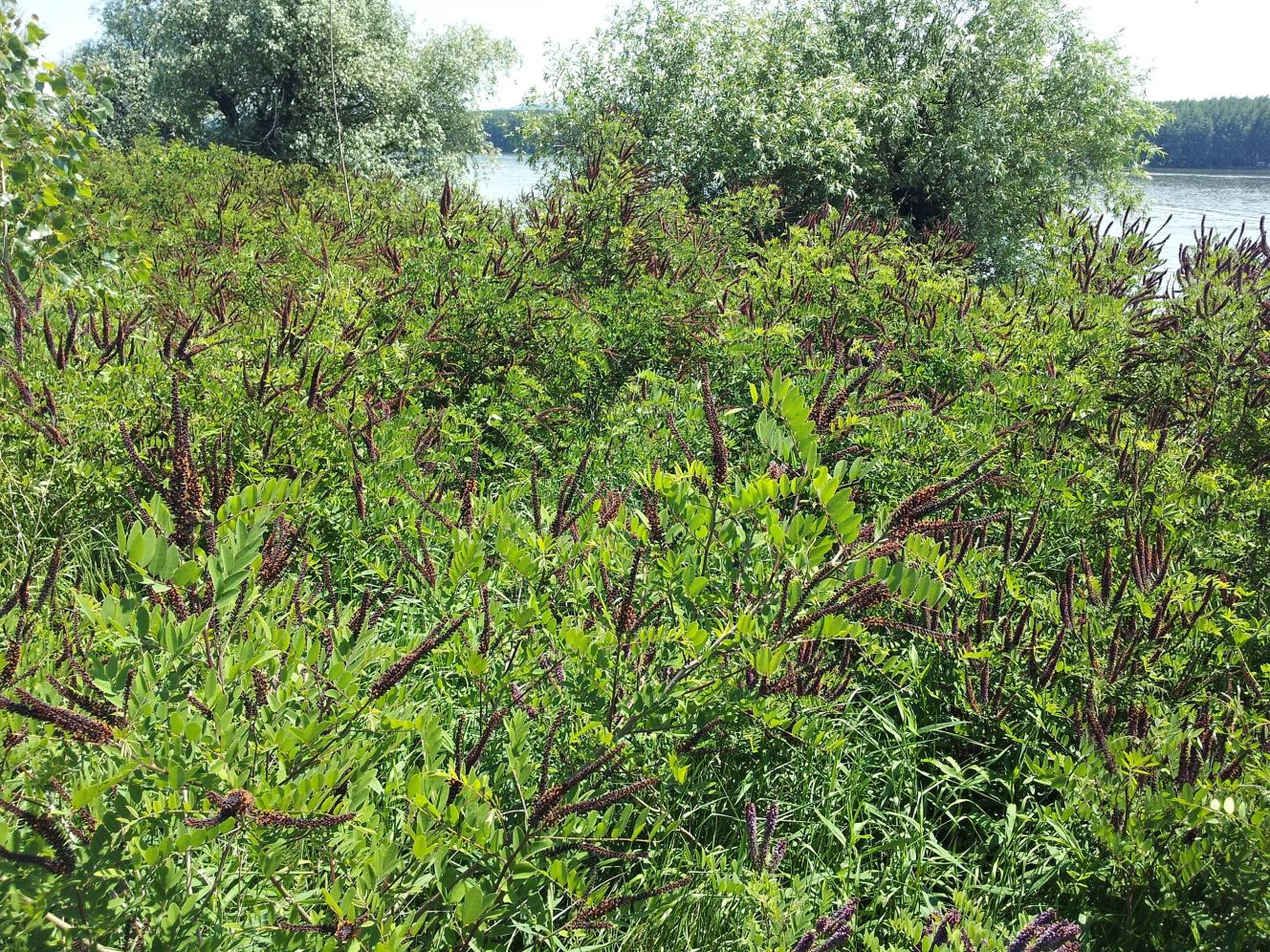 Naziv: 20160522_132551 ...,.jpg, pregleda: 440, veličina: 548,2 KB