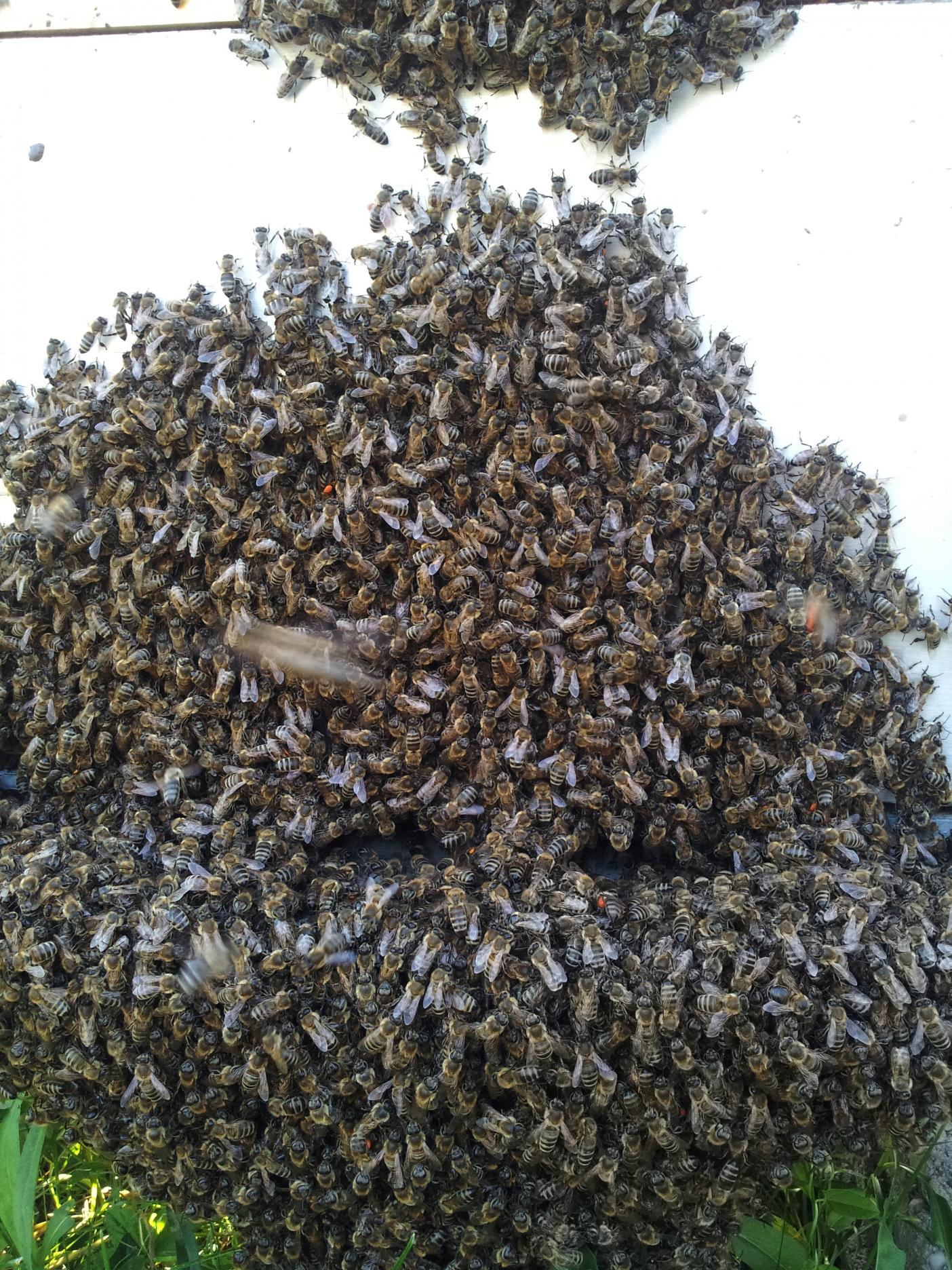 Naziv: 20160523_175749 ....jpg, pregleda: 303, veličina: 560,2 KB