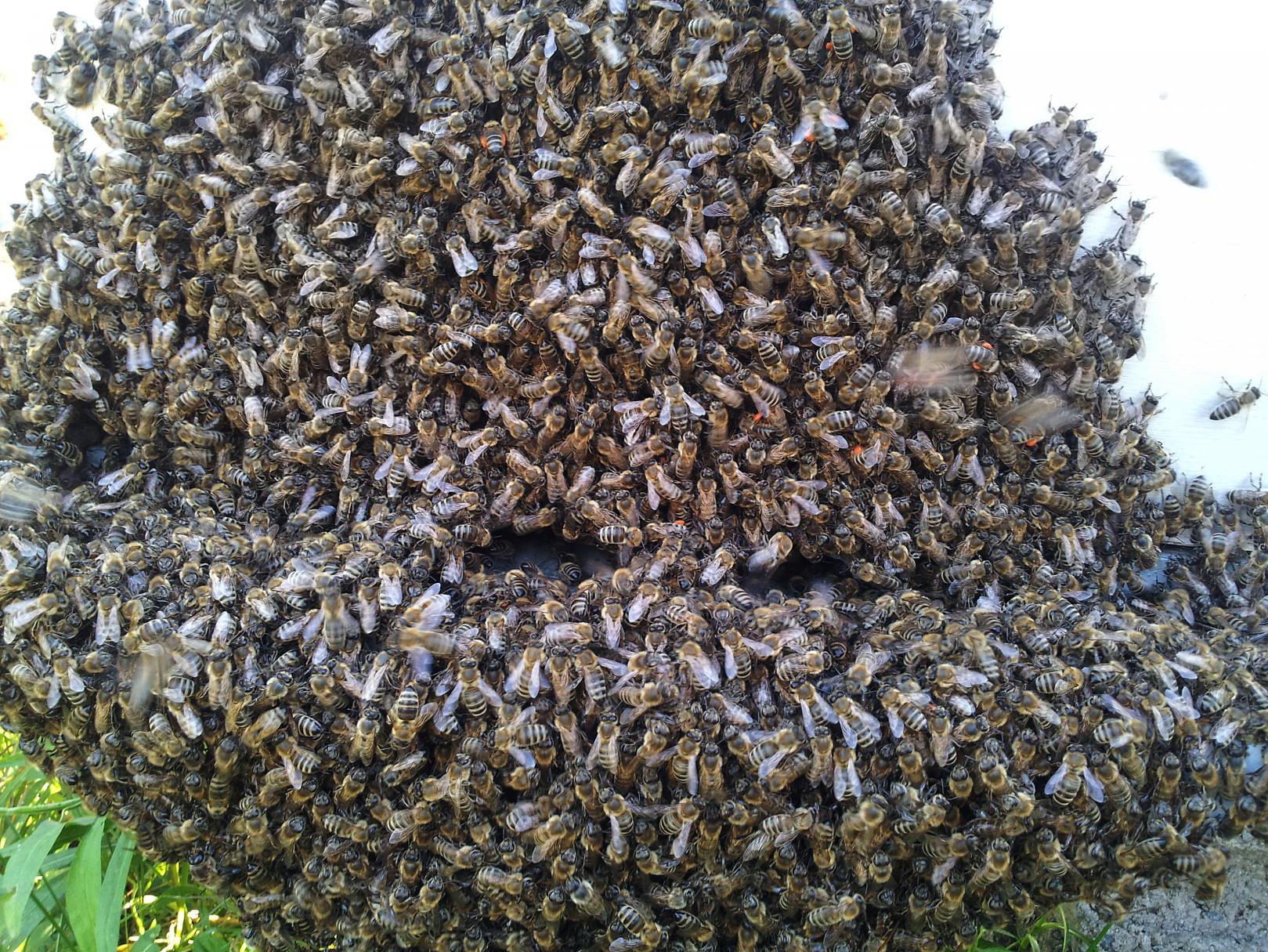 Naziv: 20160523_175732 ....jpg, pregleda: 324, veličina: 526,2 KB