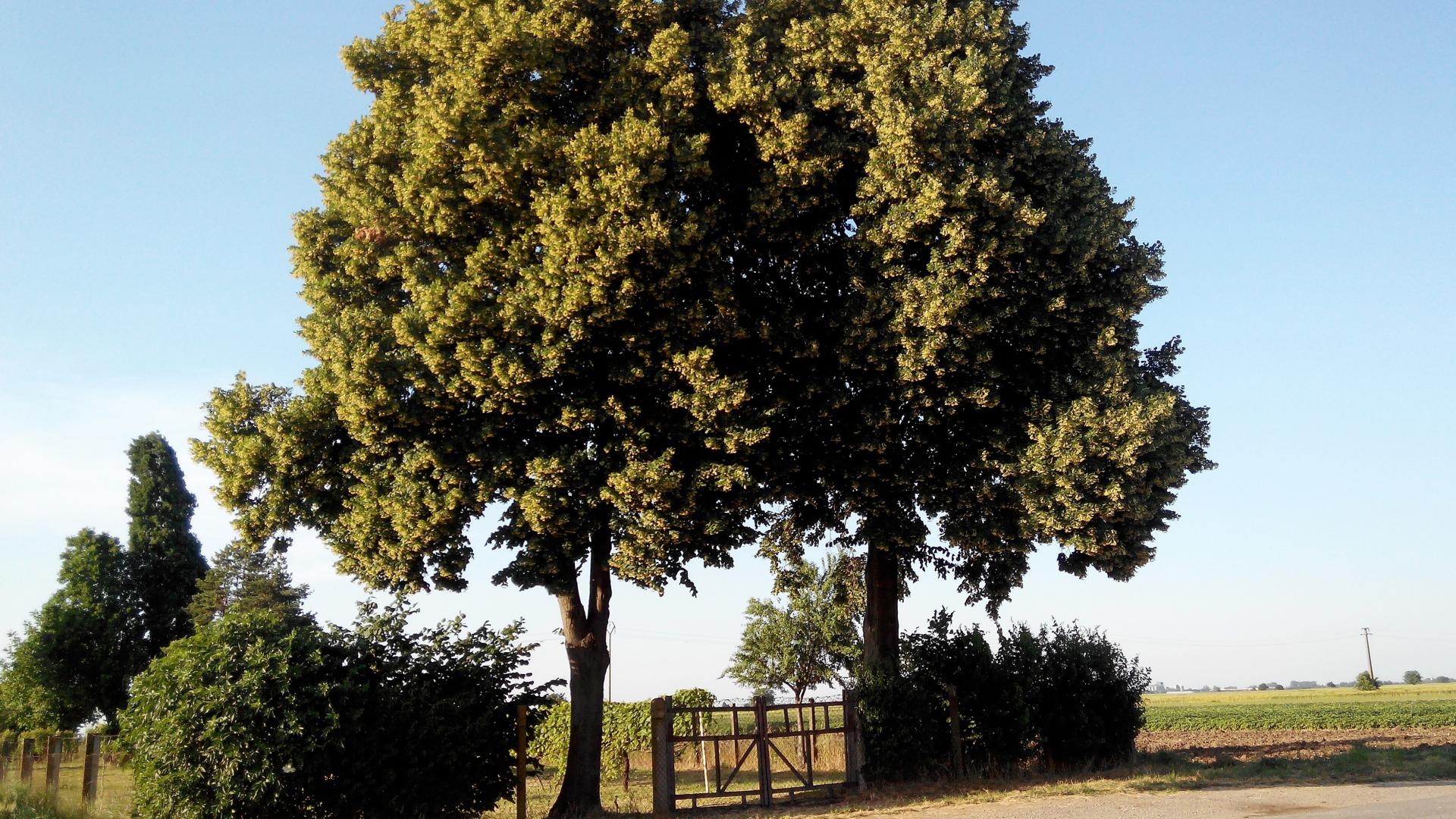 Naziv: IMG_20160528_183737 ...,,.jpg, pregleda: 284, veličina: 433,7 KB