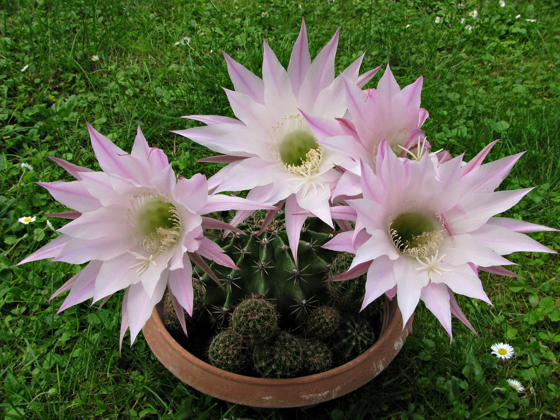 Naziv: IMG_3696 ....jpg, pregleda: 247, veličina: 480,5 KB