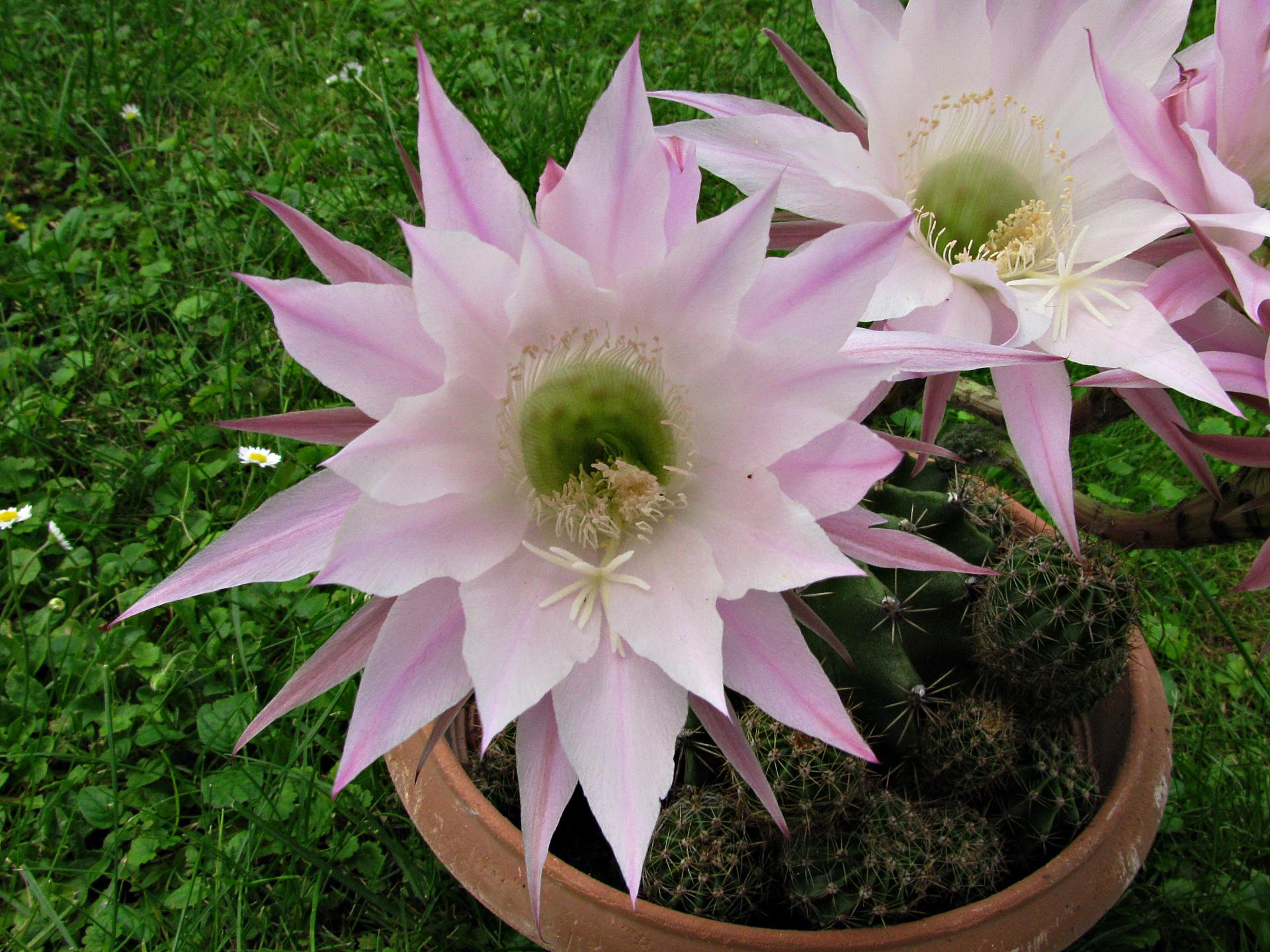 Naziv: IMG_3706 ....jpg, pregleda: 238, veličina: 399,0 KB