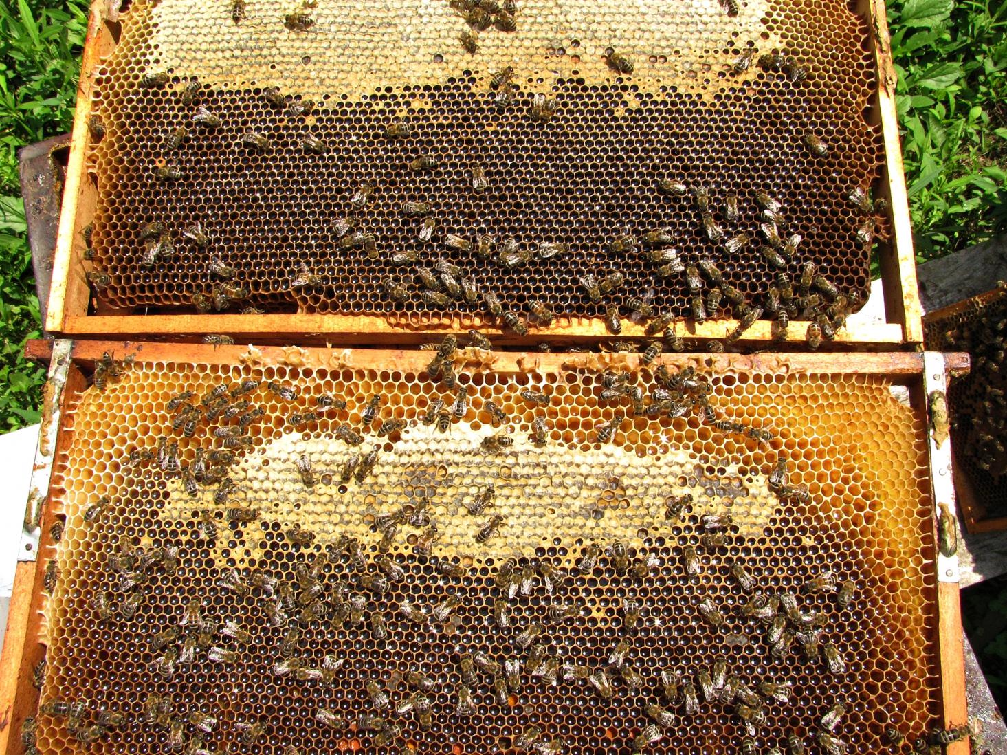 Naziv: IMG_3821 ......jpg, pregleda: 235, veličina: 554,9 KB