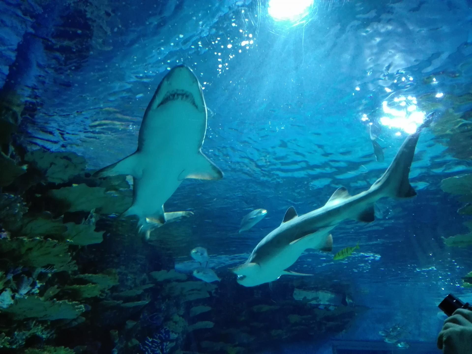 Naziv: IMG_20160724_122430.jpg, pregleda: 163, veličina: 213,2 KB