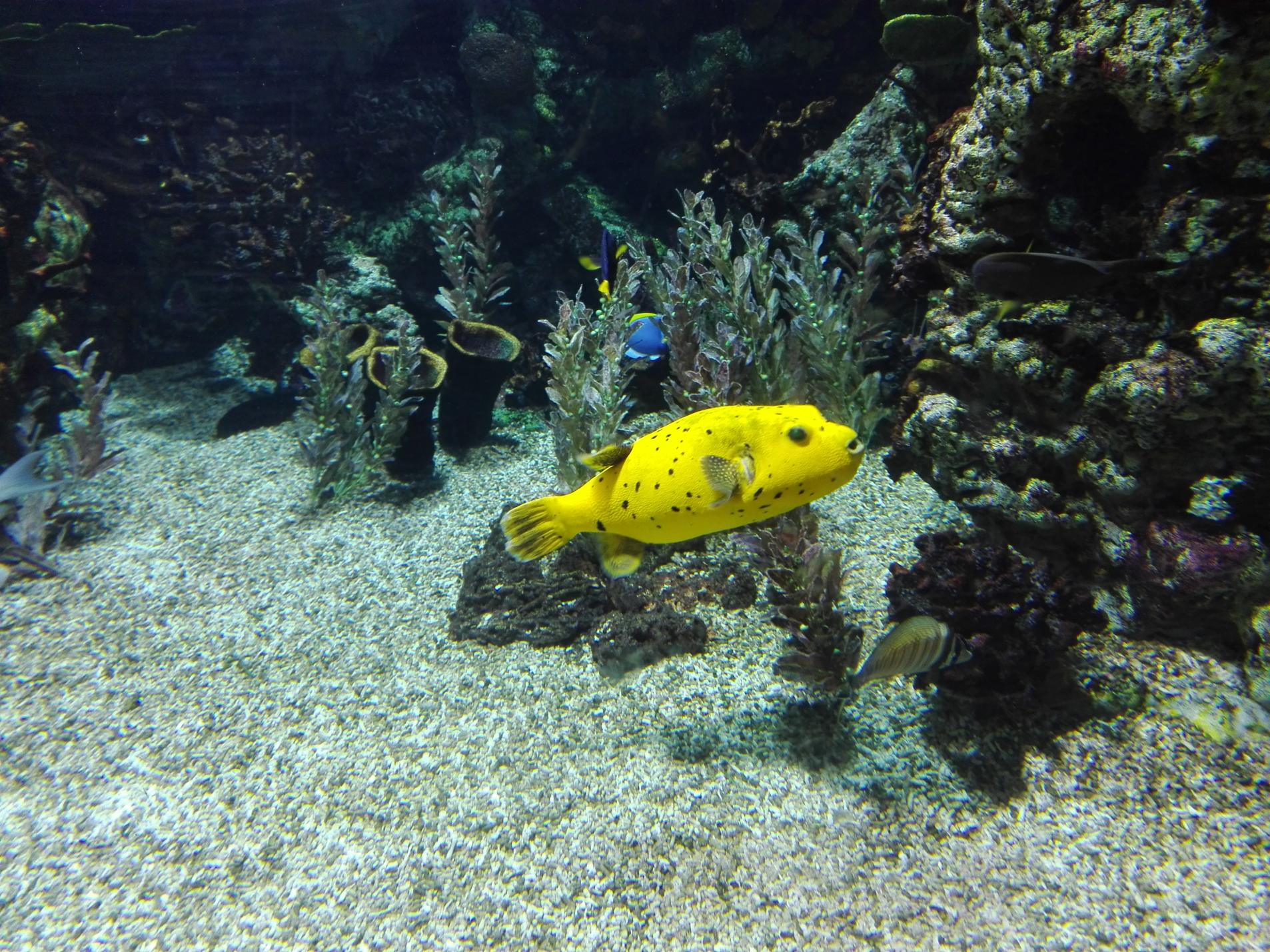 Naziv: IMG_20160724_122601.jpg, pregleda: 163, veličina: 492,8 KB