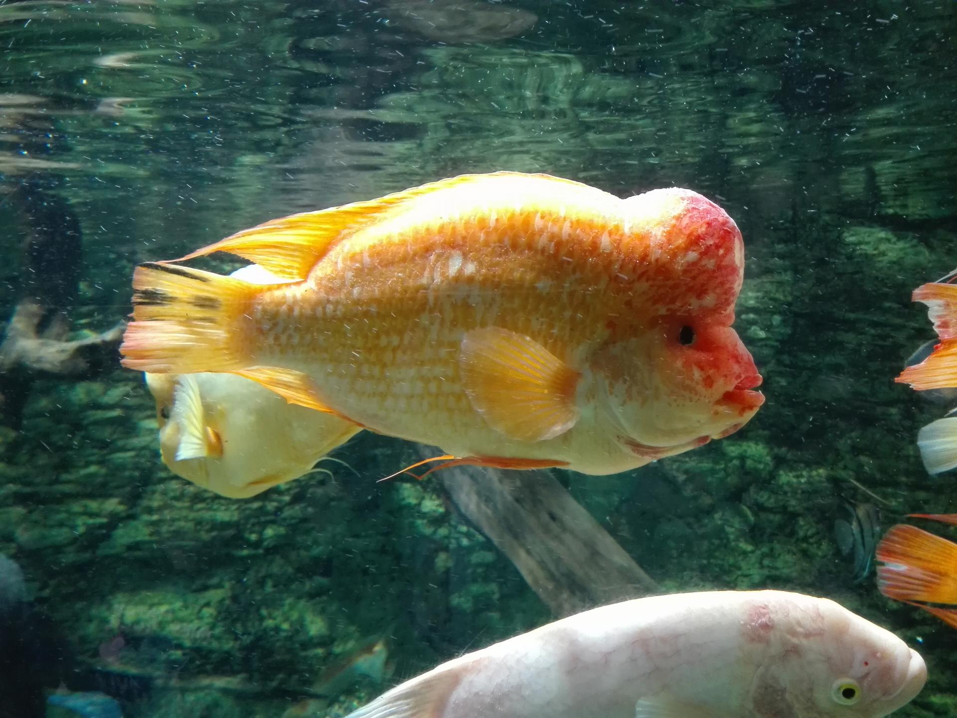 Naziv: IMG_20160724_121732.jpg, pregleda: 169, veličina: 280,0 KB