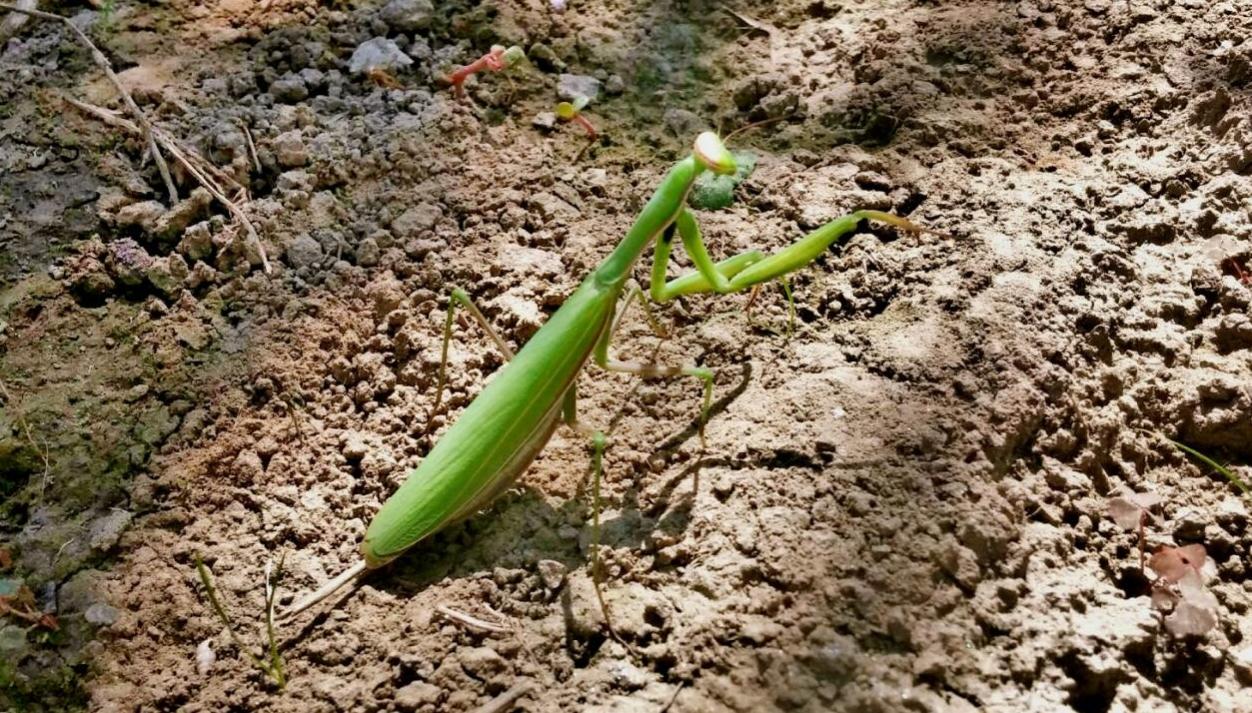 Naziv: dtyi.jpg, pregleda: 179, veličina: 238,2 KB