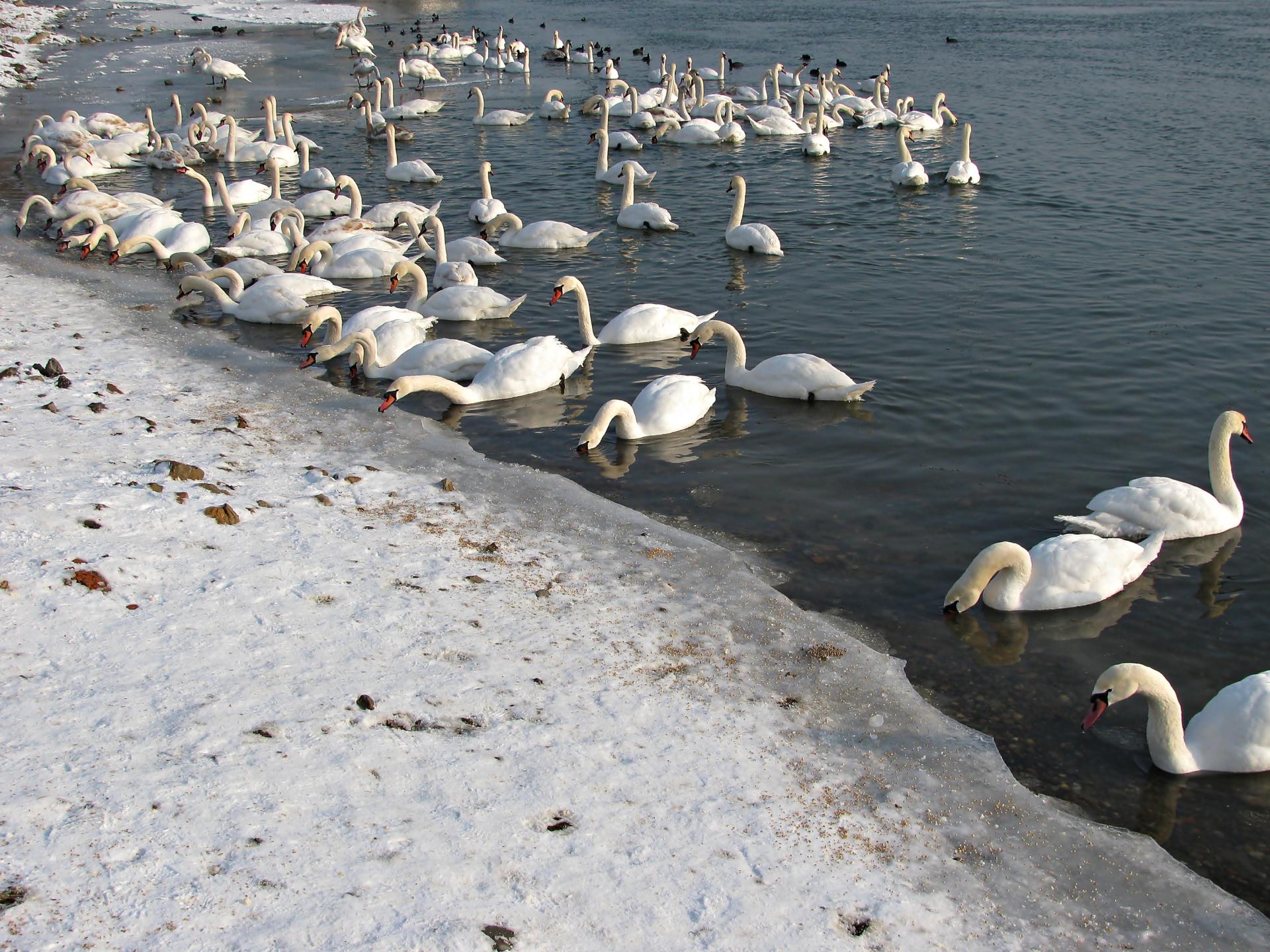 Naziv: IMG_5069 ....jpg, pregleda: 130, veličina: 442,1 KB