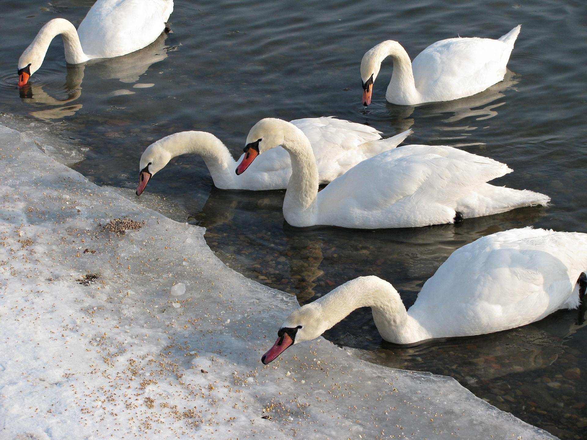 Naziv: IMG_5072 ....jpg, pregleda: 127, veličina: 369,6 KB