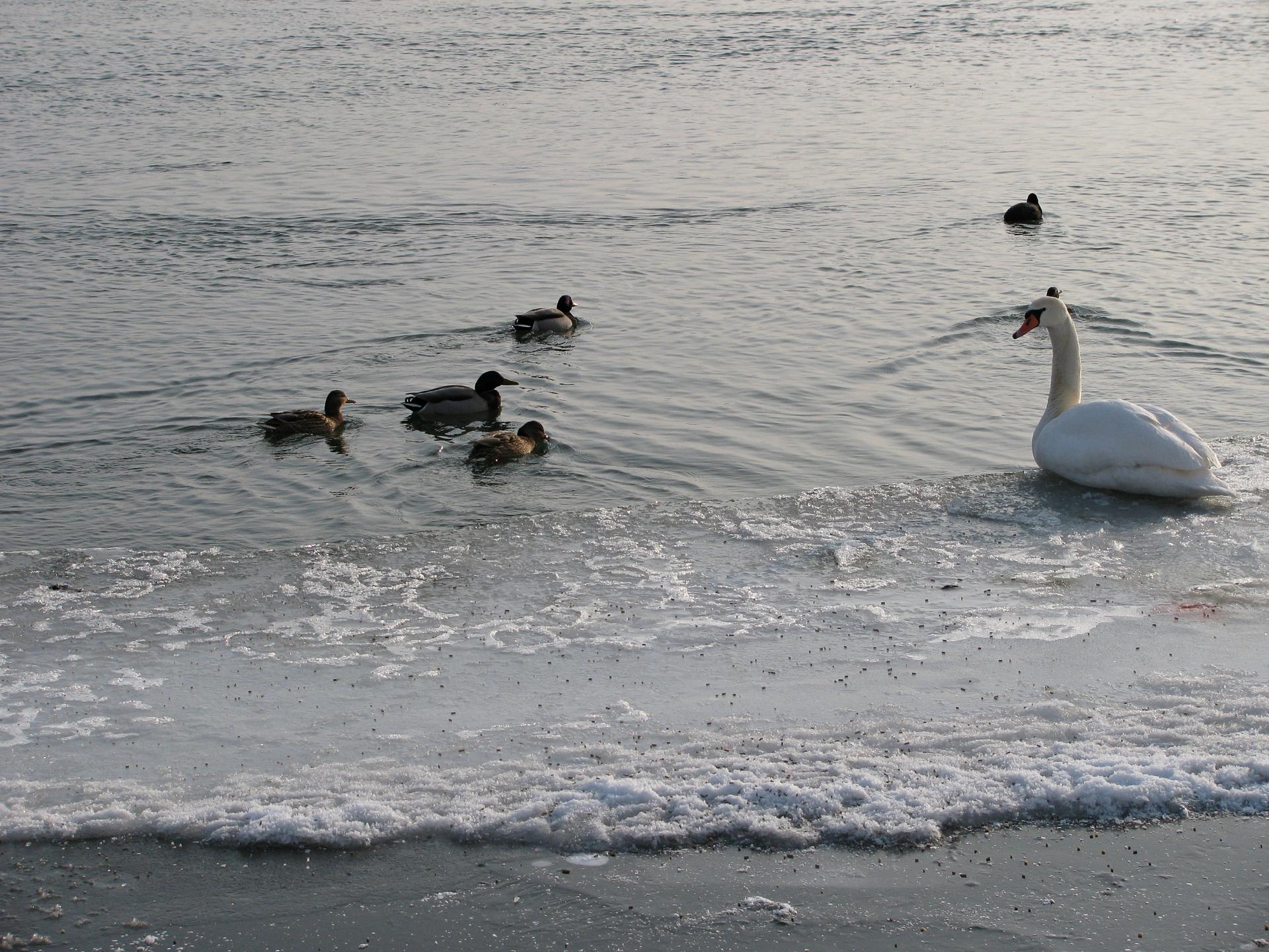 Naziv: IMG_5076 ....jpg, pregleda: 137, veličina: 476,8 KB