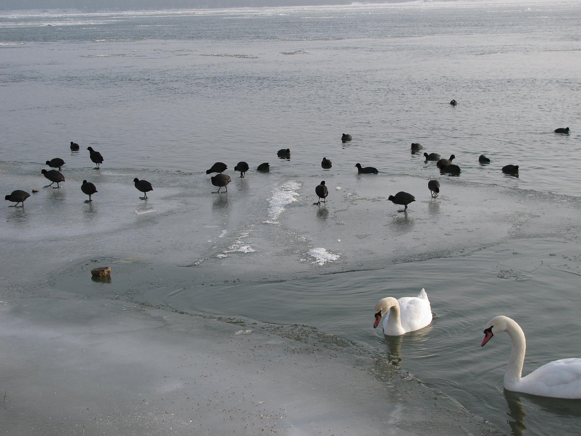 Naziv: IMG_5086 ....jpg, pregleda: 130, veličina: 328,9 KB