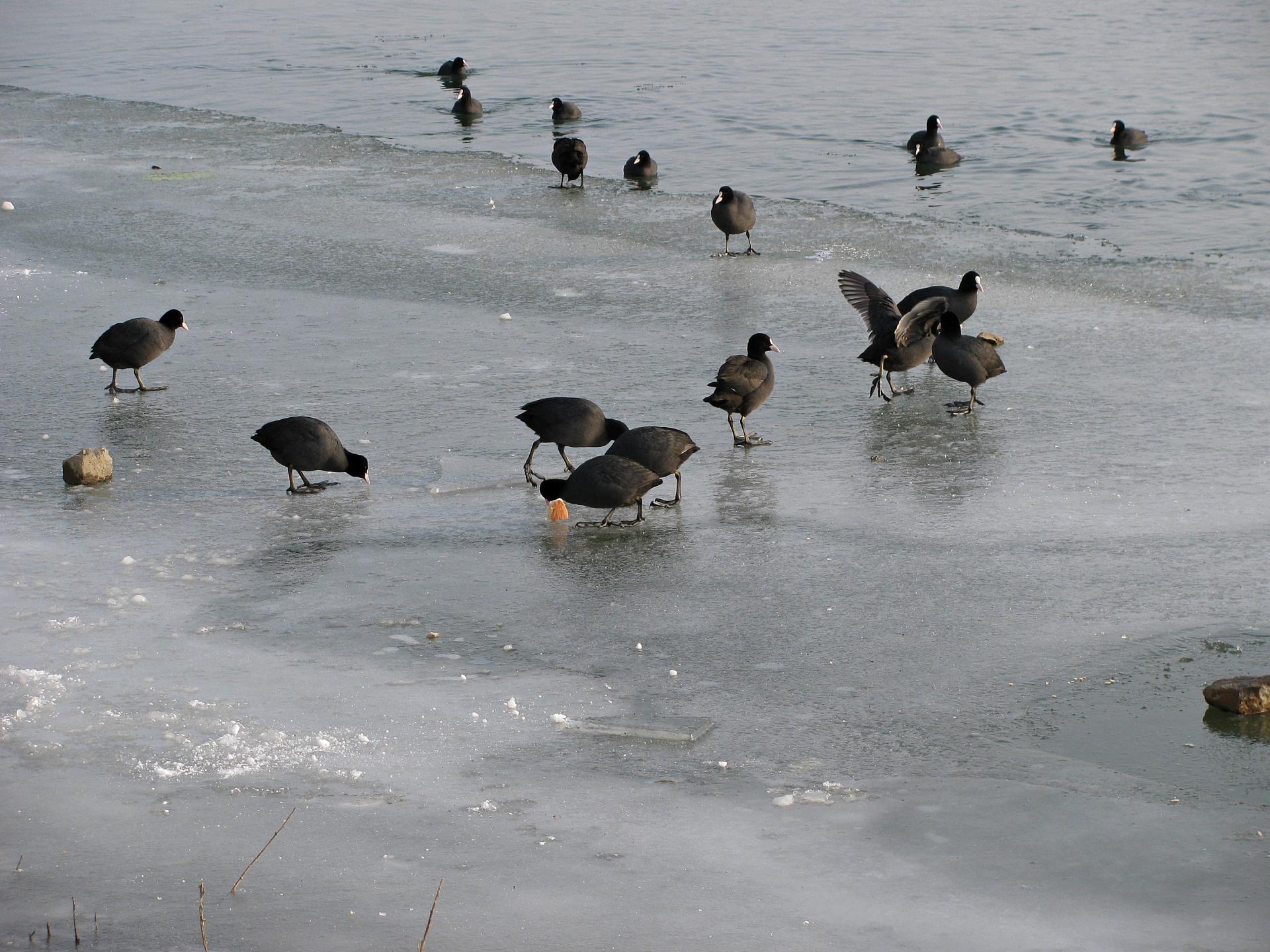 Naziv: IMG_5090 ....jpg, pregleda: 144, veličina: 376,2 KB