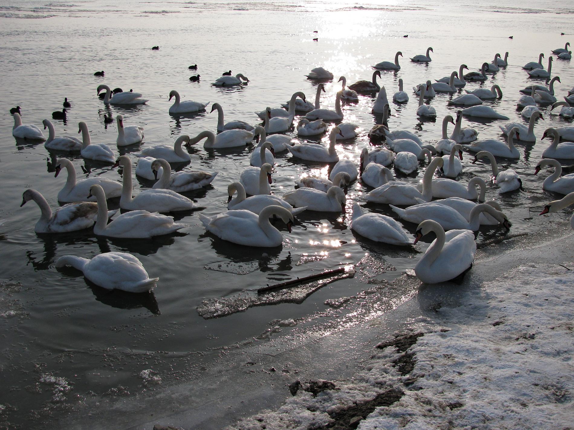 Naziv: IMG_5093 ....jpg, pregleda: 140, veličina: 489,4 KB