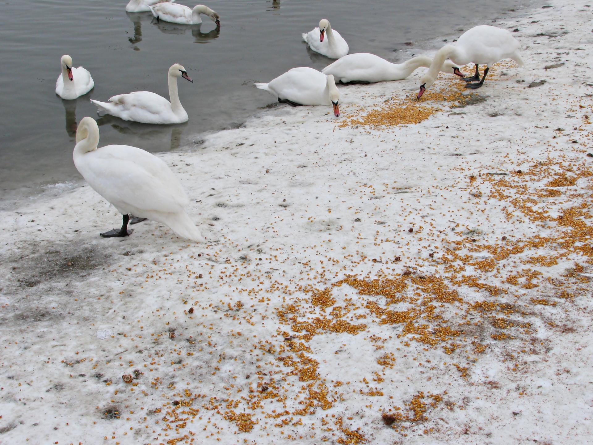 Naziv: IMG_5134 ....jpg, pregleda: 231, veličina: 423,6 KB