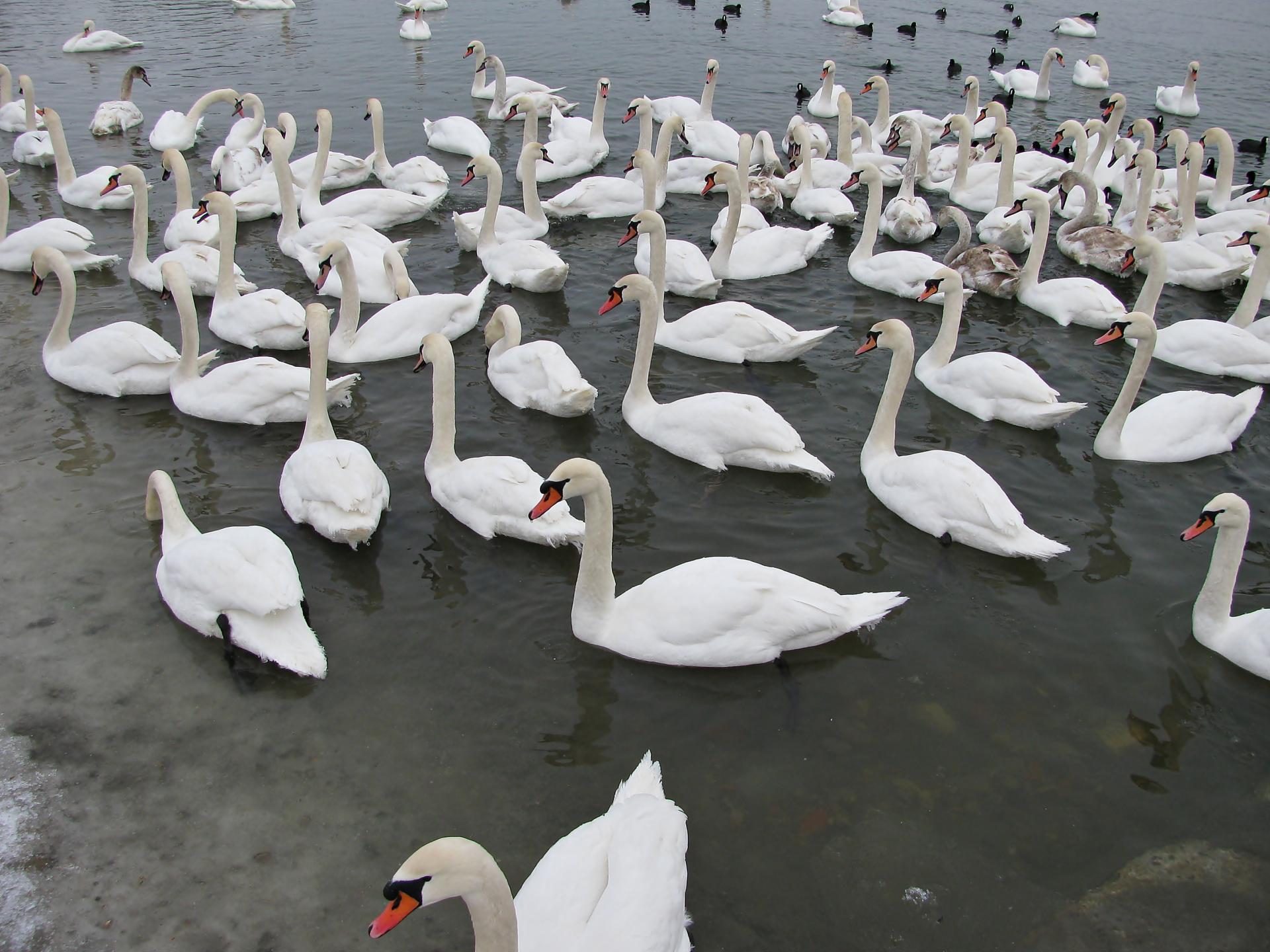 Naziv: IMG_5096 ....jpg, pregleda: 284, veličina: 289,2 KB