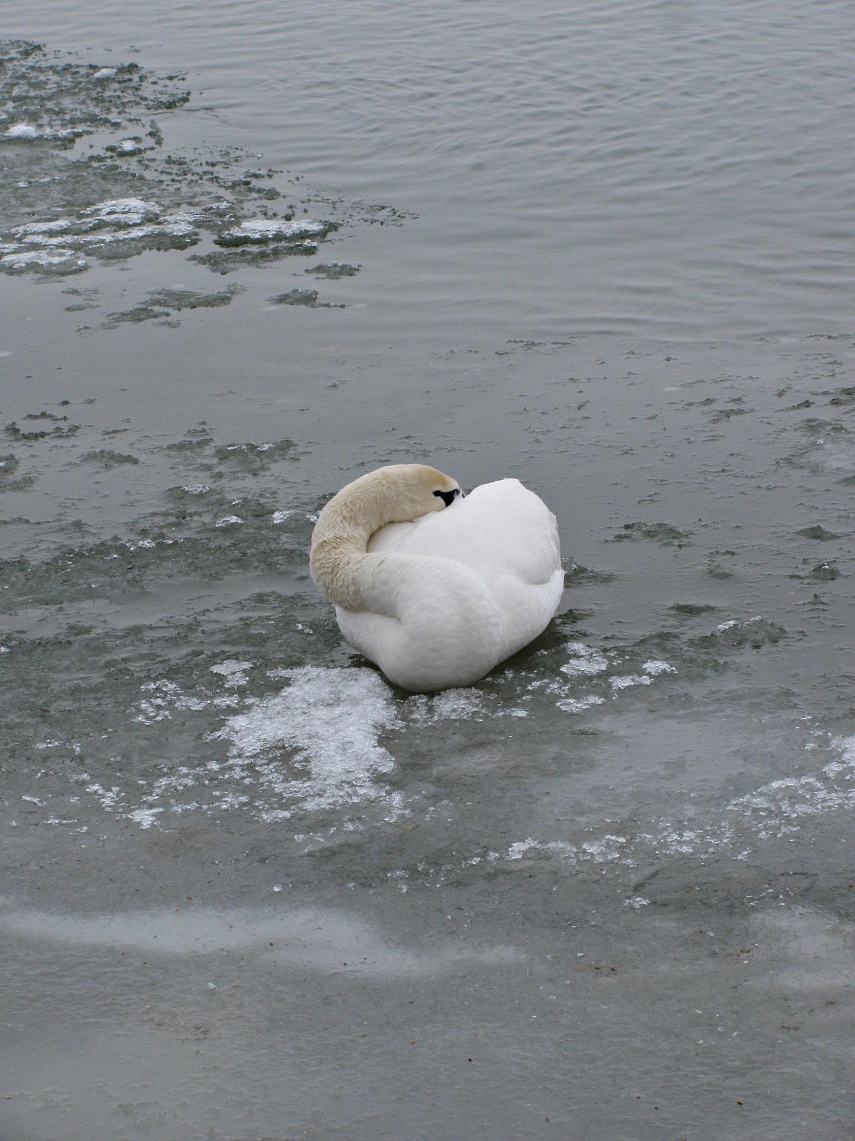 Naziv: IMG_5121 ....jpg, pregleda: 264, veličina: 485,2 KB