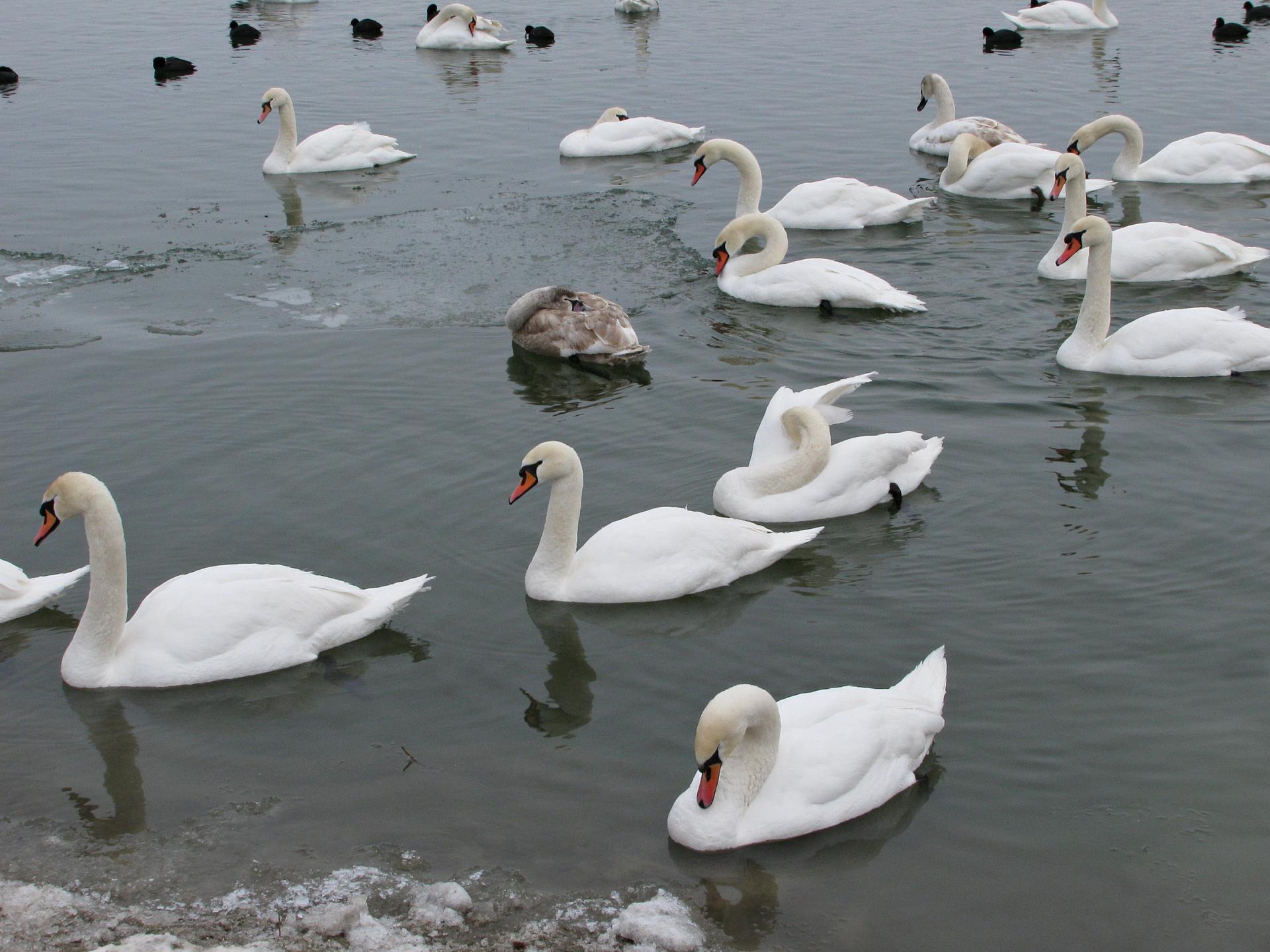 Naziv: IMG_5131 ....jpg, pregleda: 325, veličina: 282,0 KB