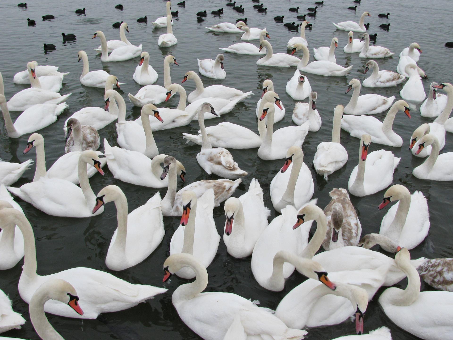 Naziv: IMG_5117 ....jpg, pregleda: 286, veličina: 325,1 KB