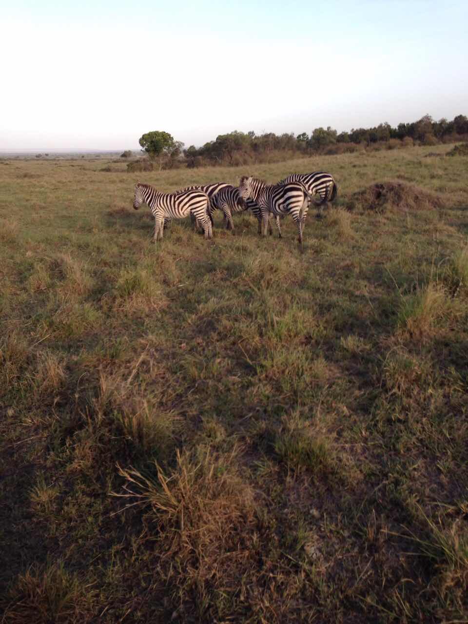 Naziv: image-0-02-06-b27c714ceb5fa330b1c79f61779158bcbf3e5b10c13630c29a3d86c0e9587252-V.jpg, pregleda: 256, veličina: 94,9 KB