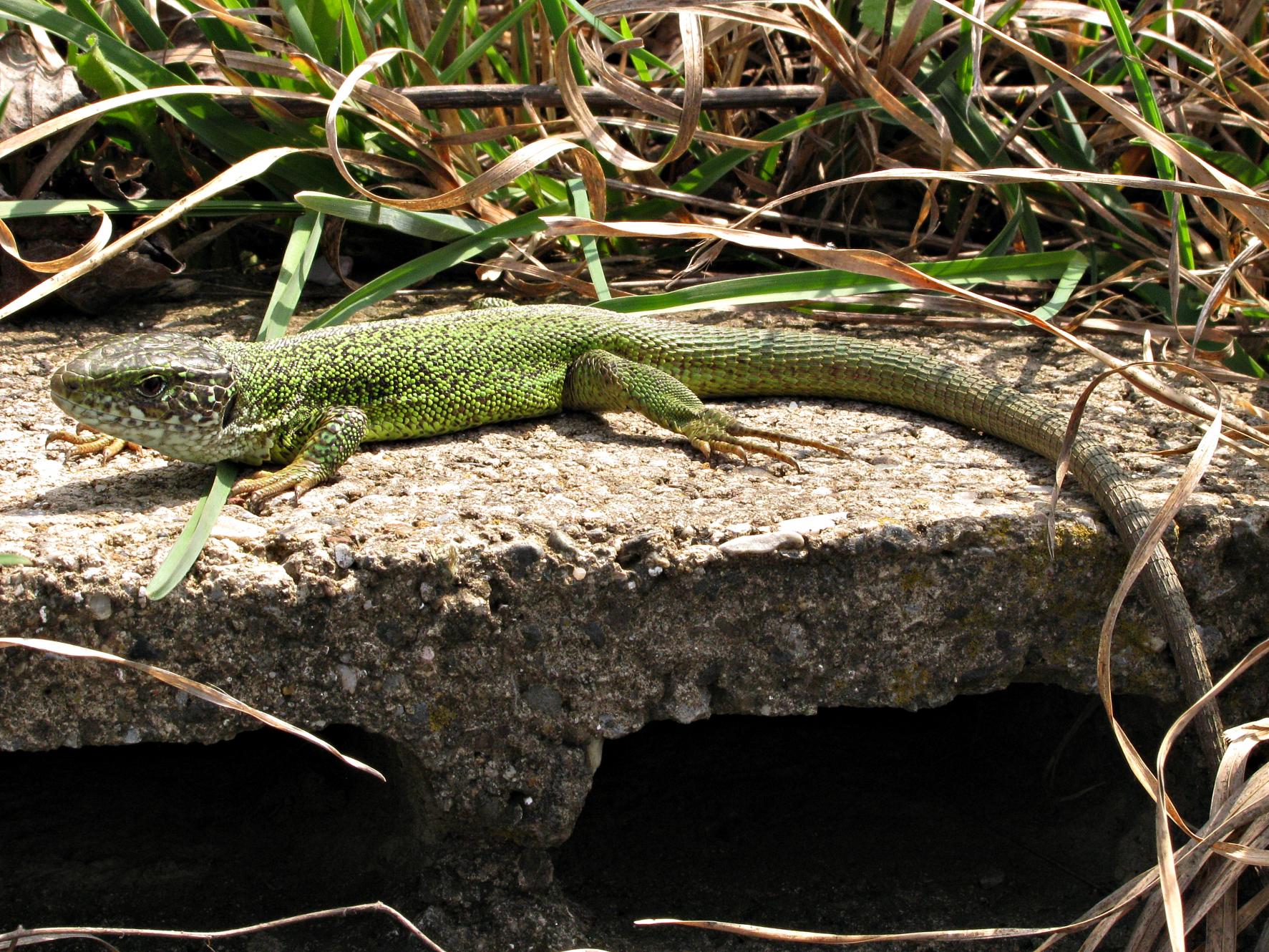 Naziv: IMG_5484 ....jpg, pregleda: 209, veličina: 502,0 KB