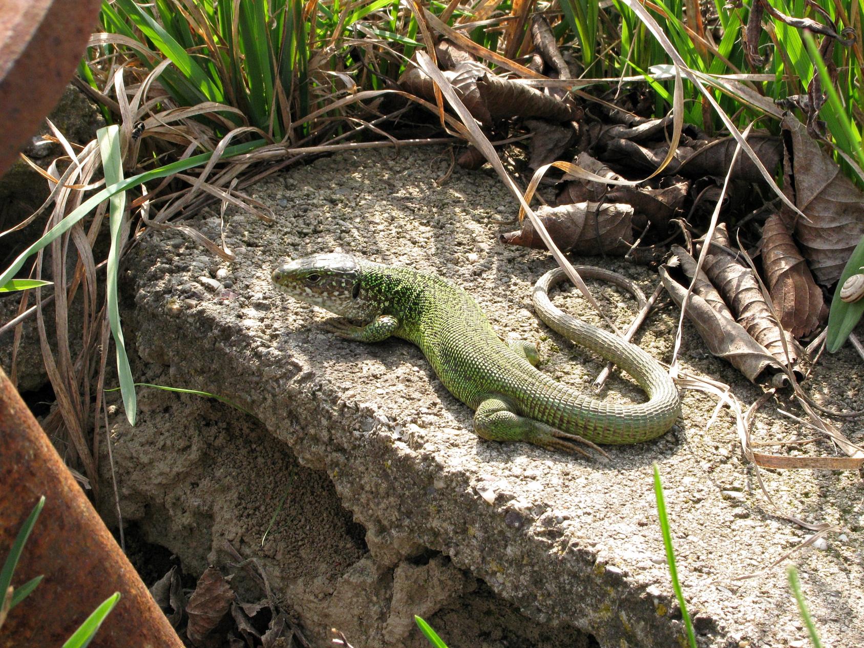 Naziv: IMG_5475 ...,.jpg, pregleda: 210, veličina: 512,6 KB