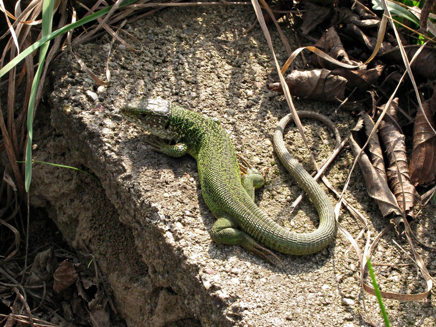 Naziv: IMG_5478 ...,.jpg, pregleda: 213, veličina: 518,4 KB