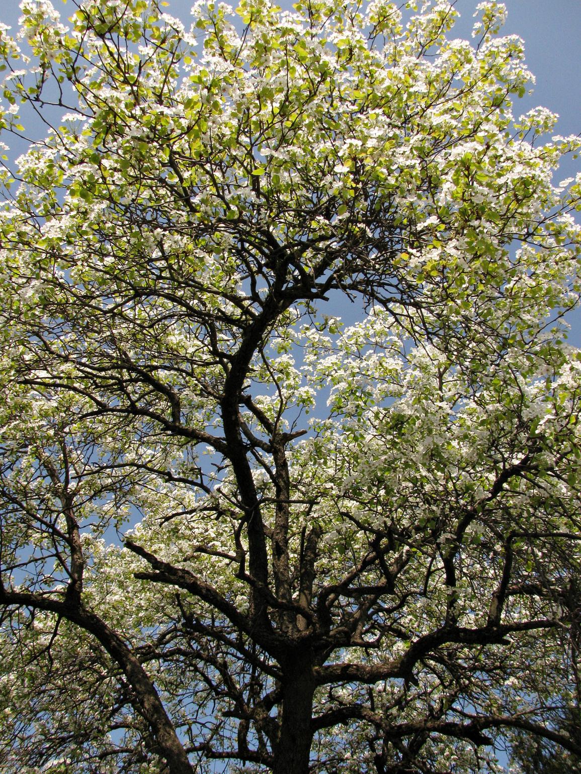 Naziv: IMG_5453 ...,.jpg, pregleda: 126, veličina: 610,8 KB