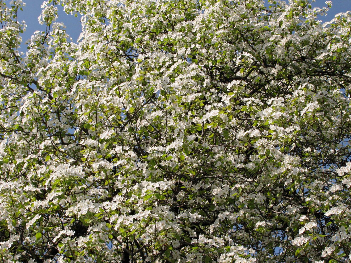 Naziv: IMG_5458 ...,.jpg, pregleda: 118, veličina: 544,8 KB