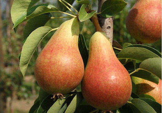 Naziv: kruska-prodaja-kruske-karmen.jpg, pregleda: 255, veličina: 84,0 KB