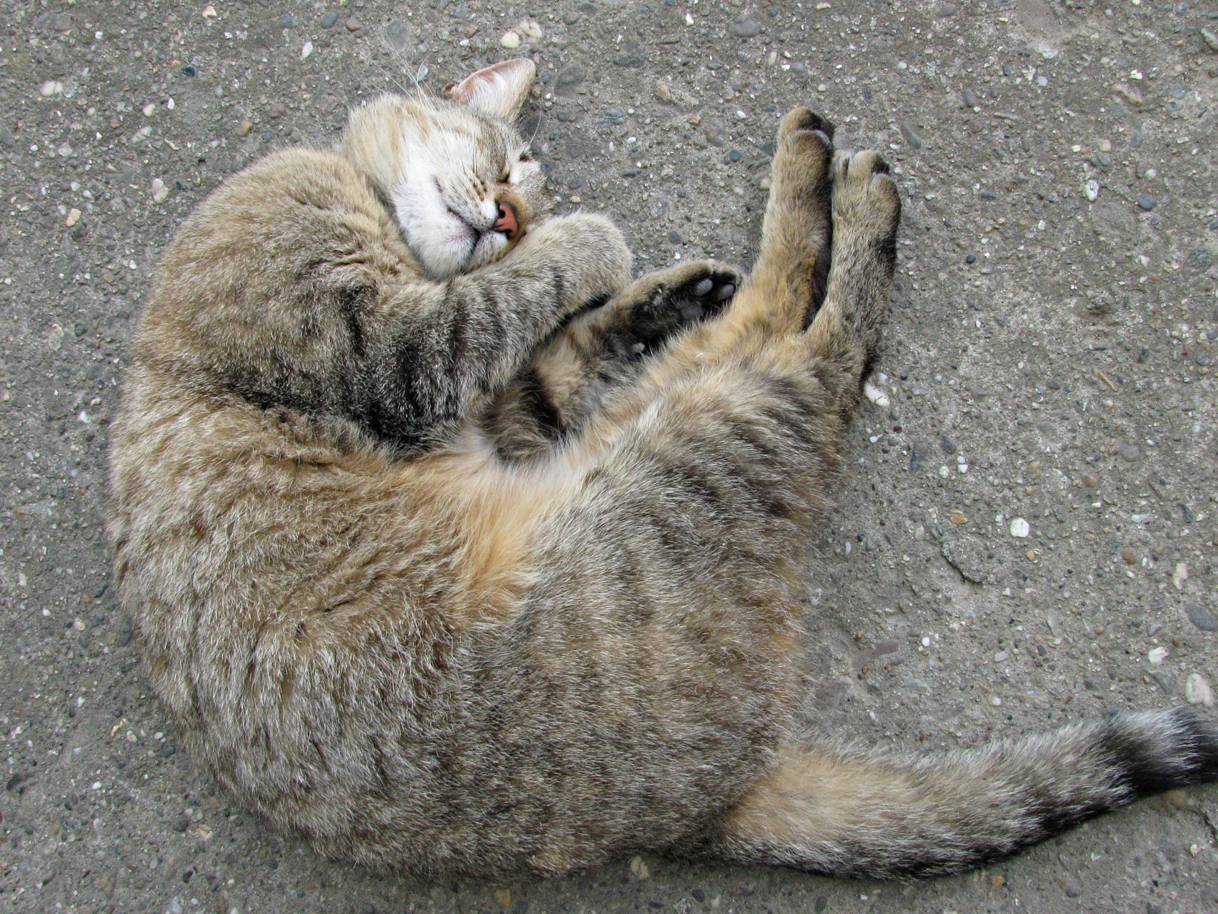 Naziv: IMG_5759 ...,.jpg, pregleda: 146, veličina: 502,3 KB