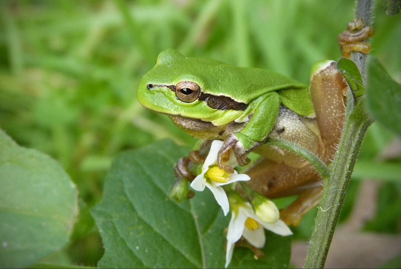 Naziv: P1050514_300DPI.jpg, pregleda: 223, veličina: 145,0 KB