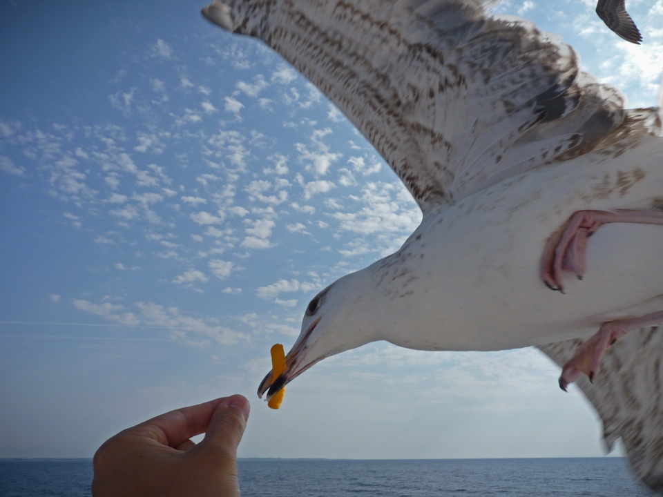 Naziv: Galeb_300DPIfinal.jpg, pregleda: 221, veličina: 179,6 KB