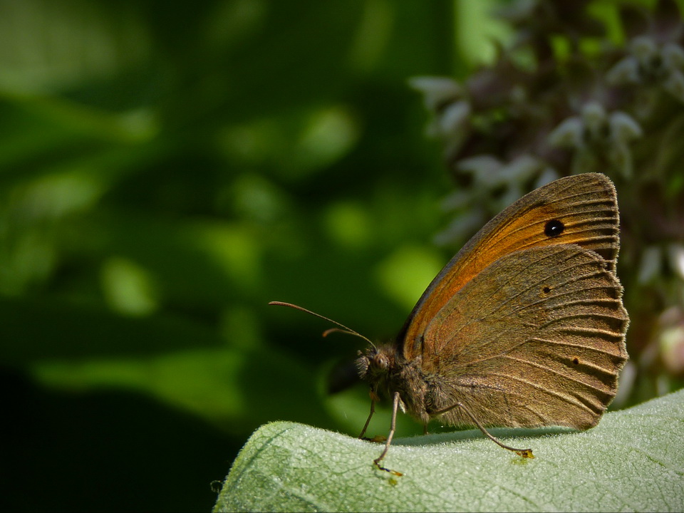 Naziv: P1030209.jpg, pregleda: 170, veličina: 204,2 KB