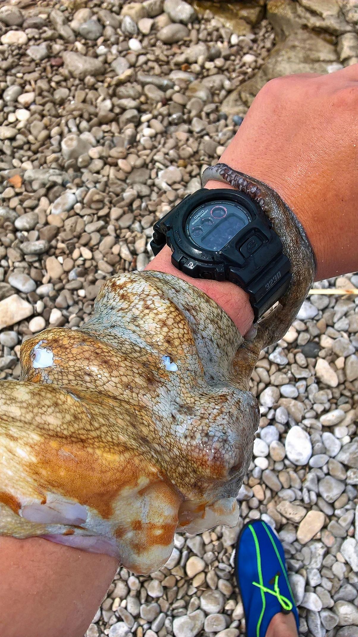 Naziv: WP_20170628_14_45_51_Pro.jpg, pregleda: 191, veličina: 492,9 KB