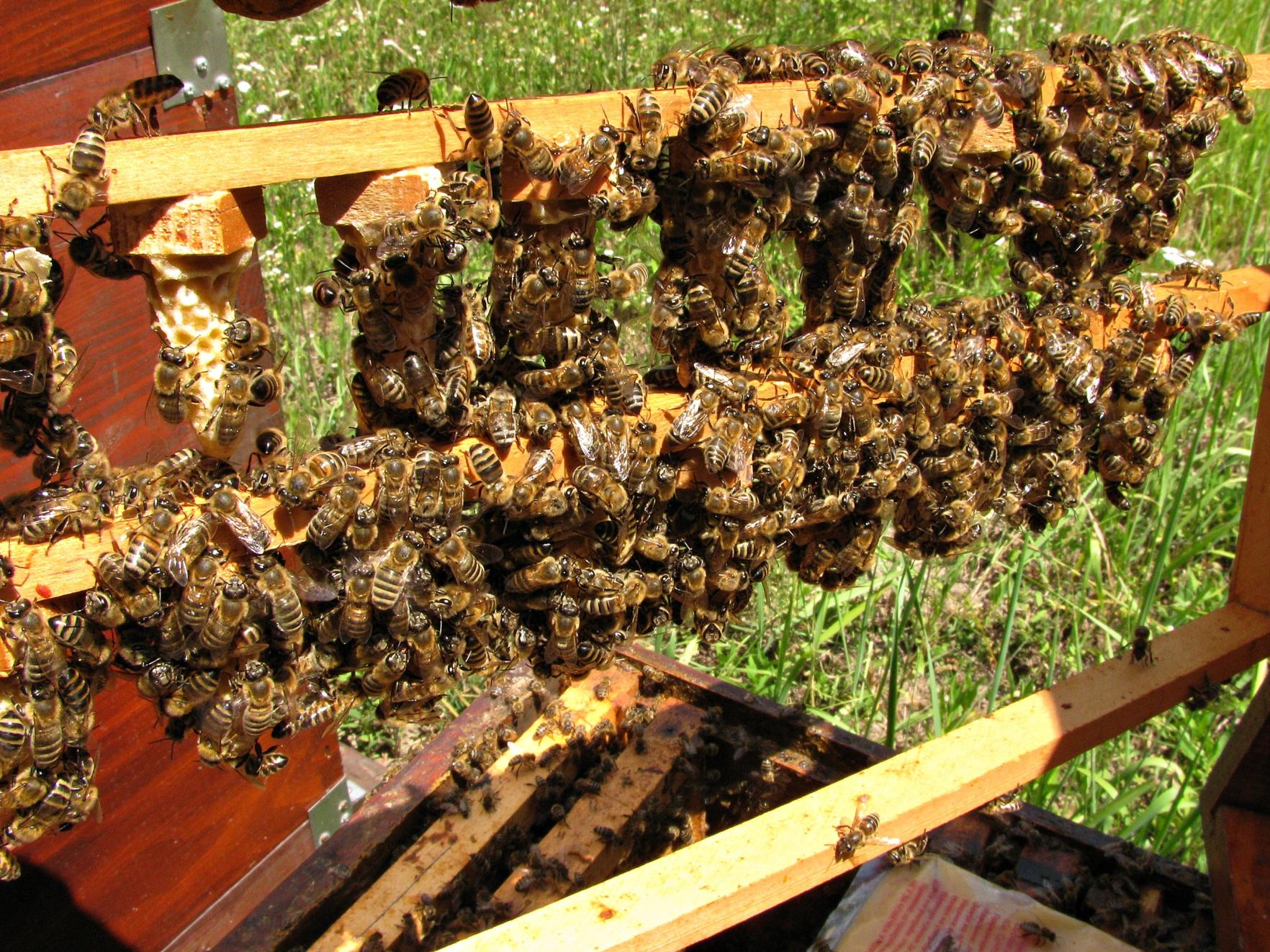 Naziv: IMG_6159 ...,.jpg, pregleda: 154, veličina: 506,1 KB