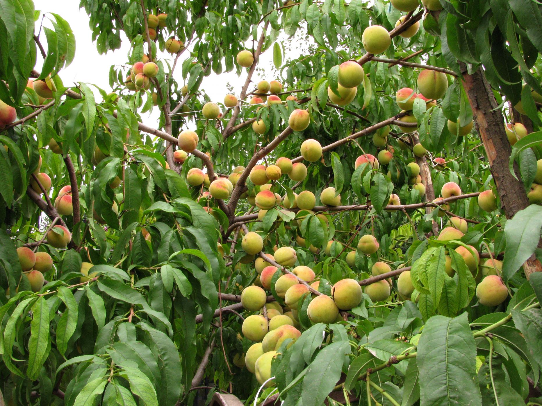 Naziv: IMG_6361 ....jpg, pregleda: 151, veličina: 493,0 KB