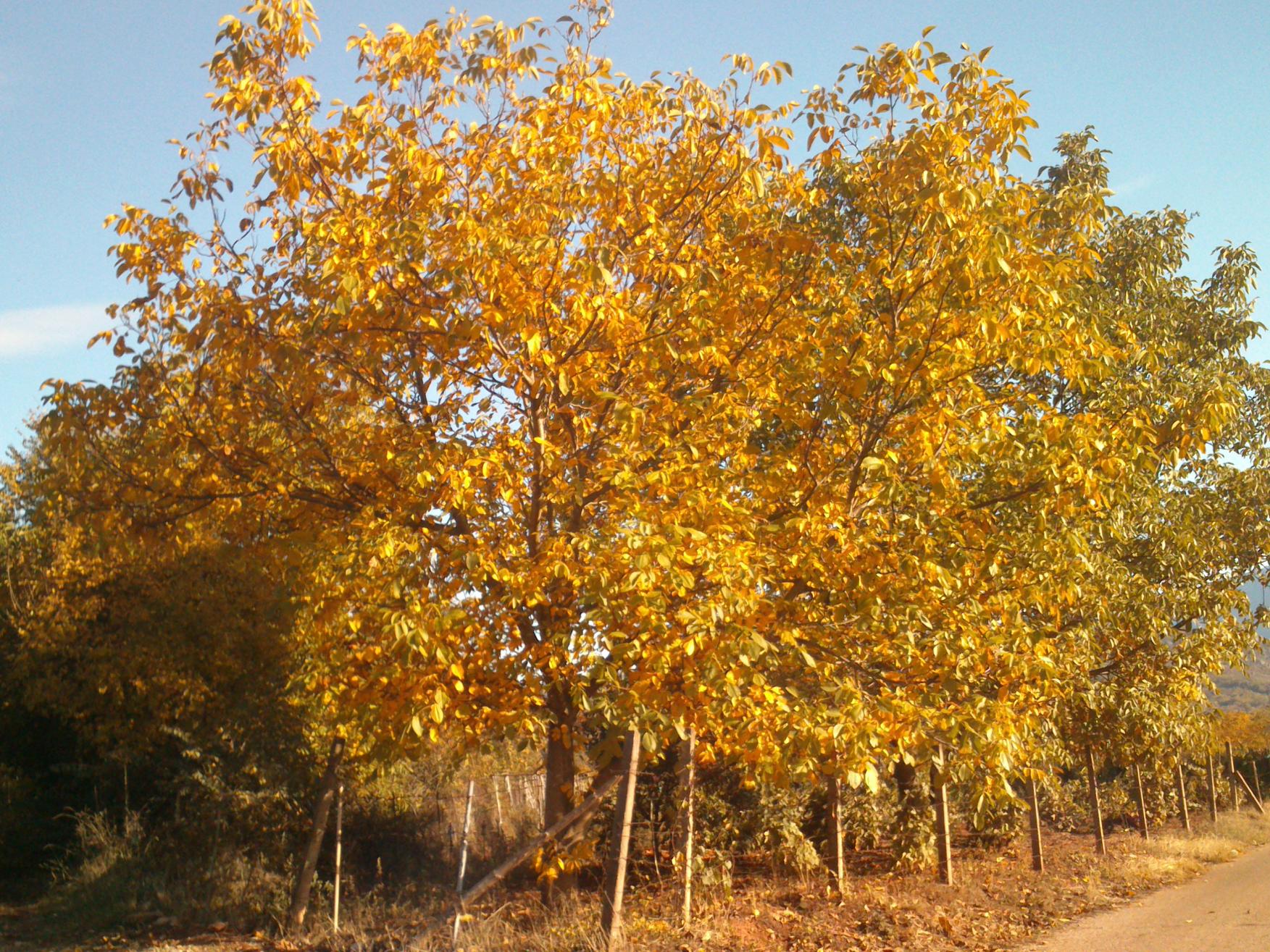 Naziv: DSC_2350.jpg, pregleda: 178, veličina: 509,6 KB