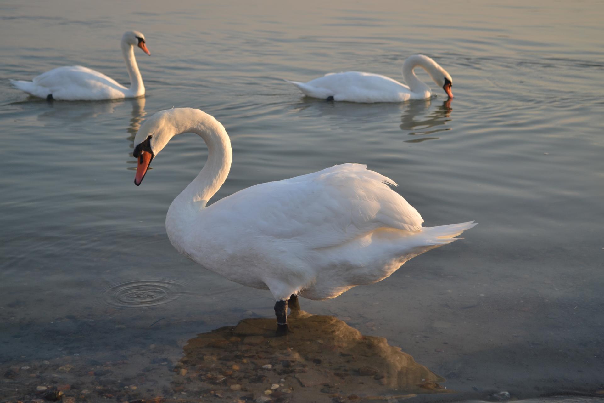 Naziv: DSC_0476 ....jpg, pregleda: 189, veličina: 148,0 KB