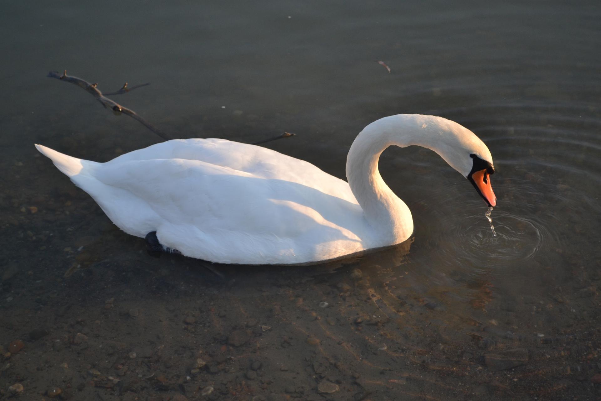 Naziv: DSC_0523 ....jpg, pregleda: 181, veličina: 146,8 KB