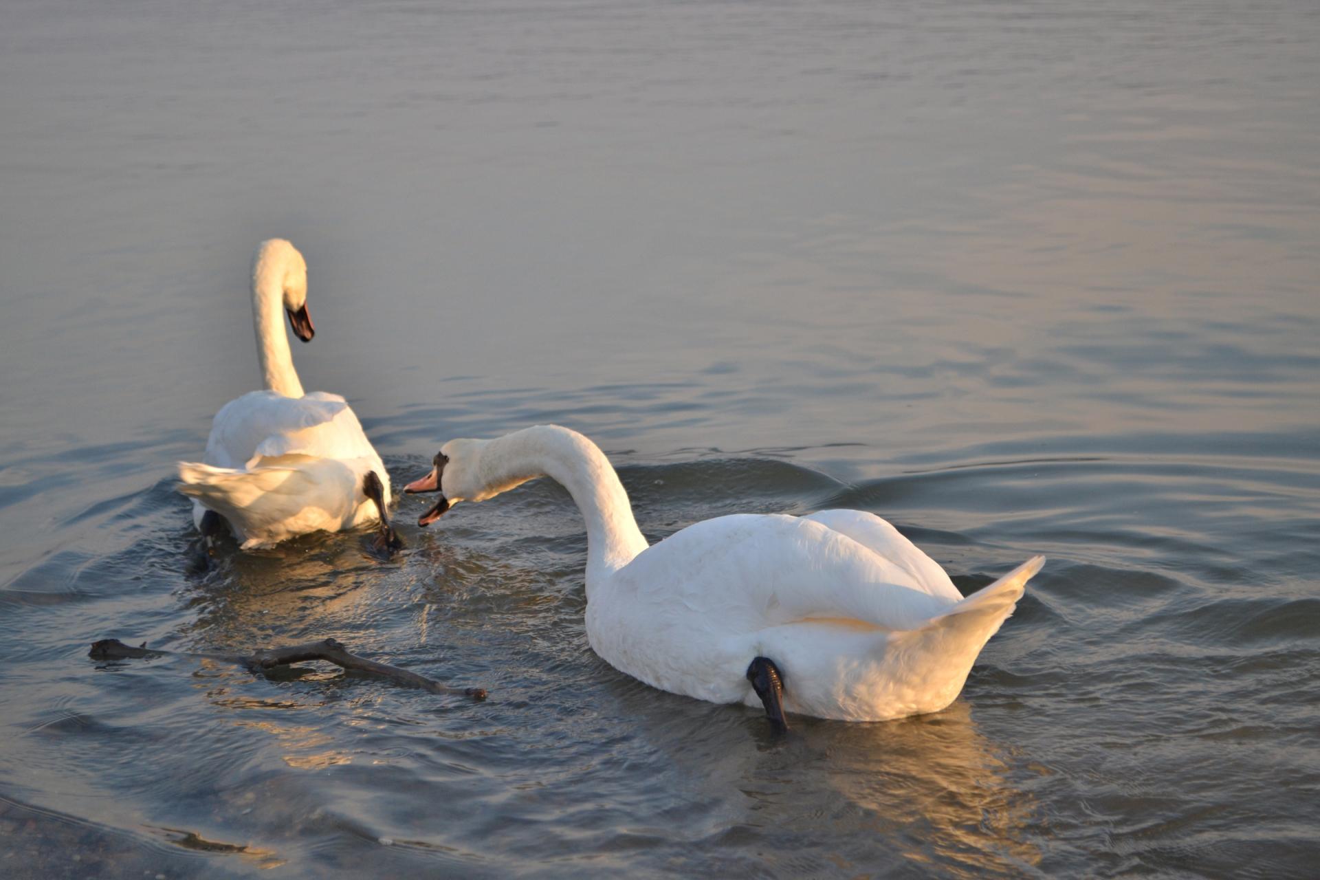 Naziv: DSC_0517 ....jpg, pregleda: 194, veličina: 175,5 KB