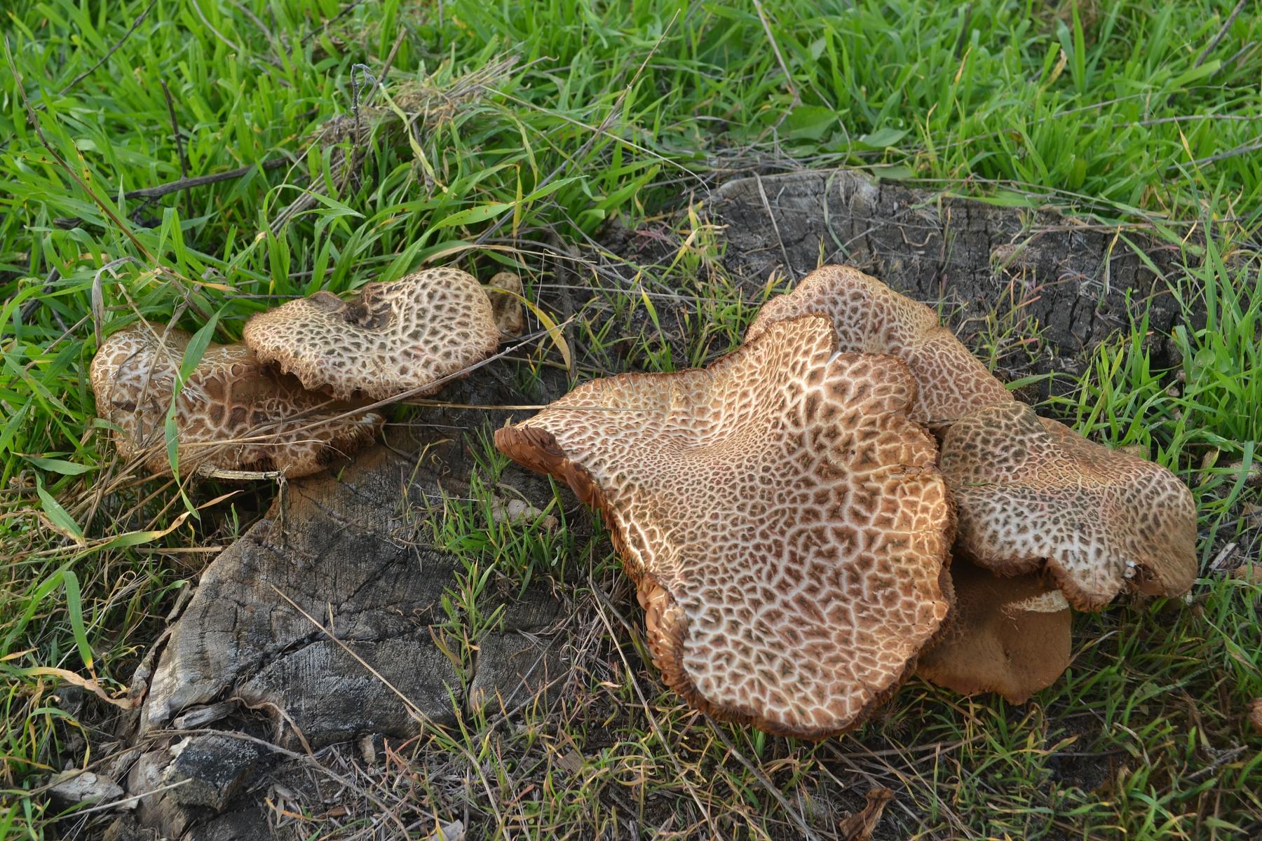 Naziv: DSC_0497 ....jpg, pregleda: 161, veličina: 500,4 KB