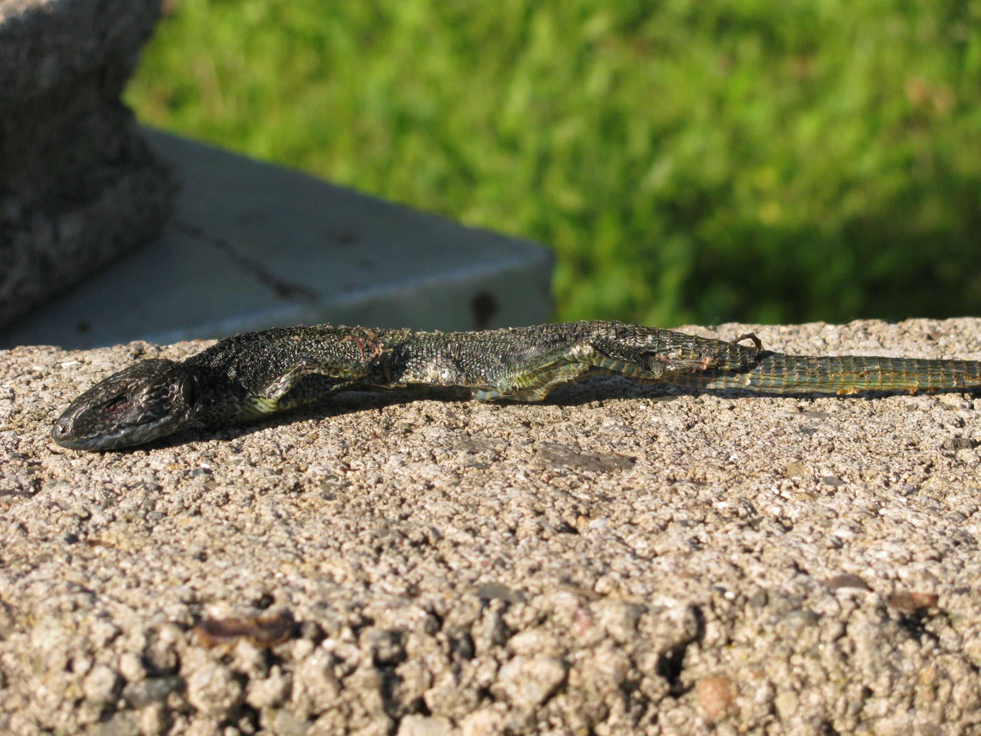 Naziv: IMG_7350.jpg, pregleda: 455, veličina: 377,6 KB