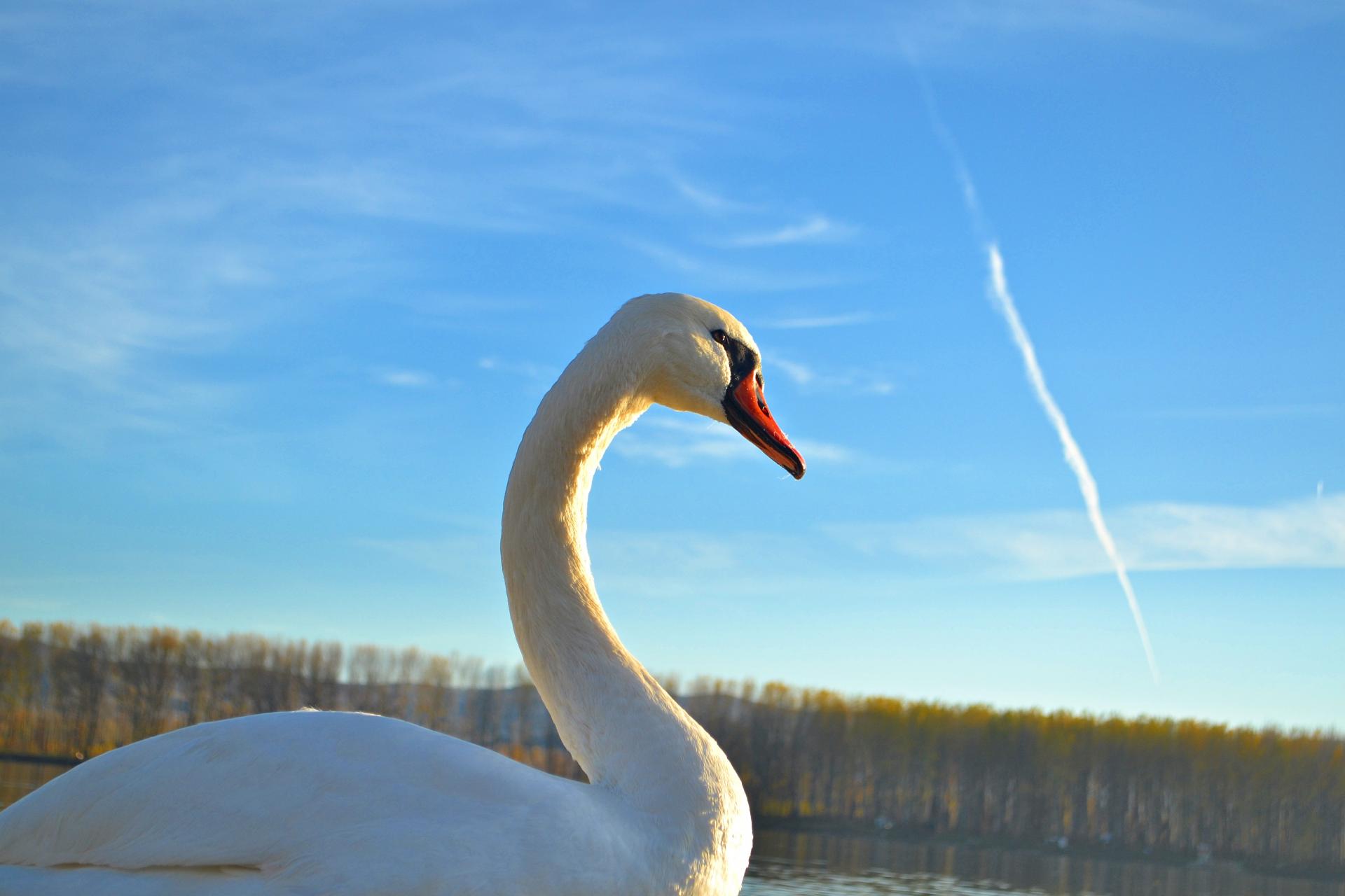 Naziv: DSC_0783 ....jpg, pregleda: 140, veličina: 115,3 KB