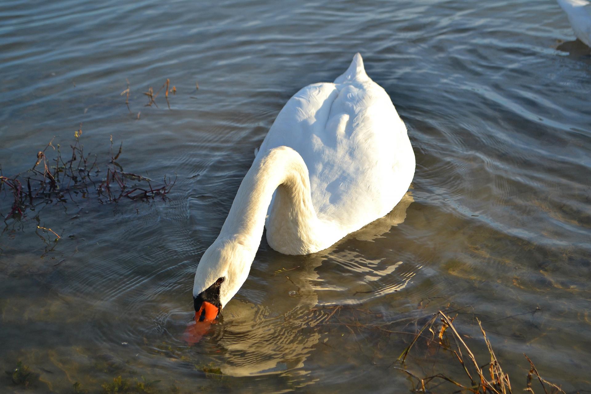 Naziv: DSC_0730 ....jpg, pregleda: 139, veličina: 224,6 KB