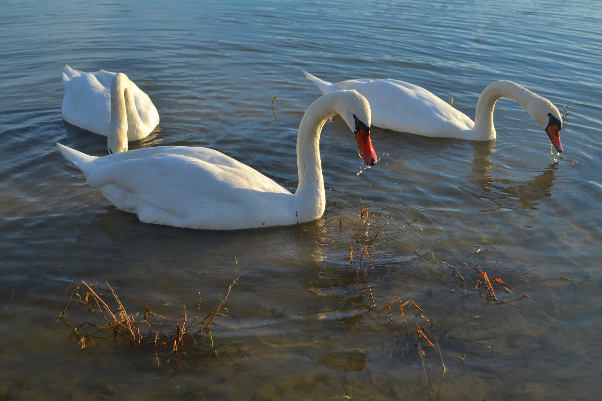 Naziv: DSC_0752 ....jpg, pregleda: 148, veličina: 227,6 KB