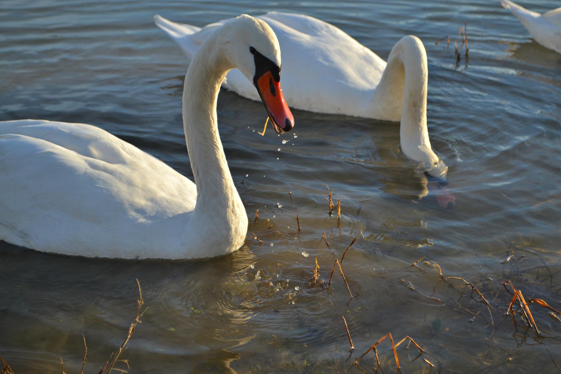 Naziv: DSC_0759 ....jpg, pregleda: 136, veličina: 205,9 KB