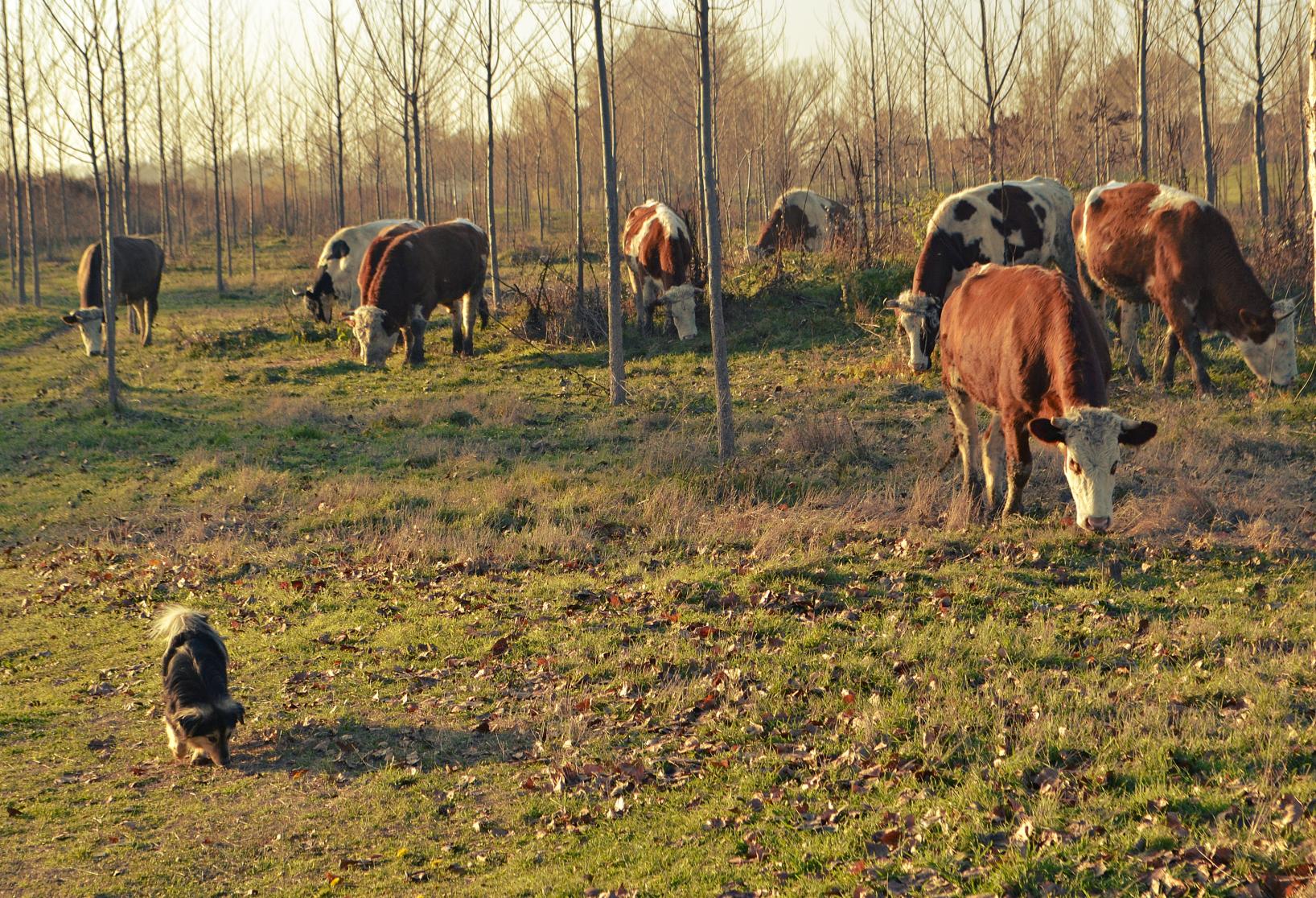 Naziv: DSC_0492 ....jpg, pregleda: 124, veličina: 511,1 KB